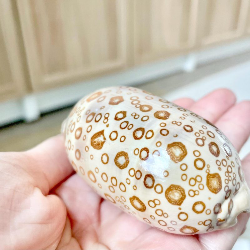 Eyed Cowrie Shell, 3-3.5" Beige Brown Glossy Seashell, Coastal Decor