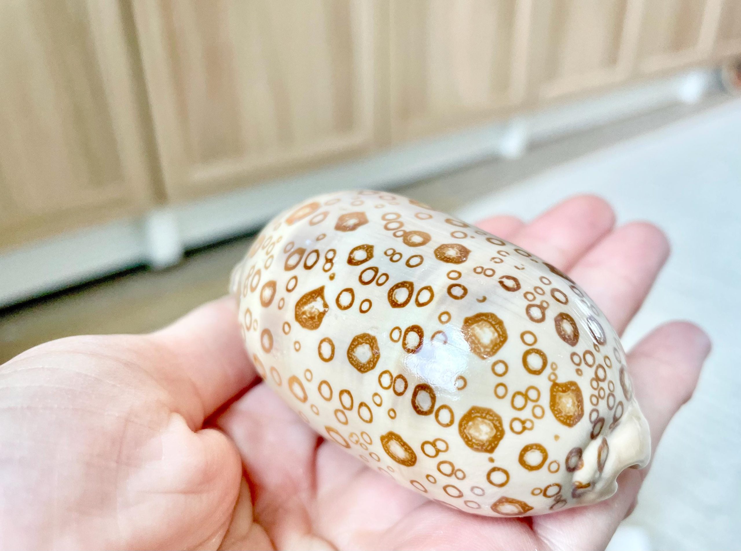 Eyed Cowrie Shell, 3-3.5" Beige Brown Glossy Seashell, Coastal Decor