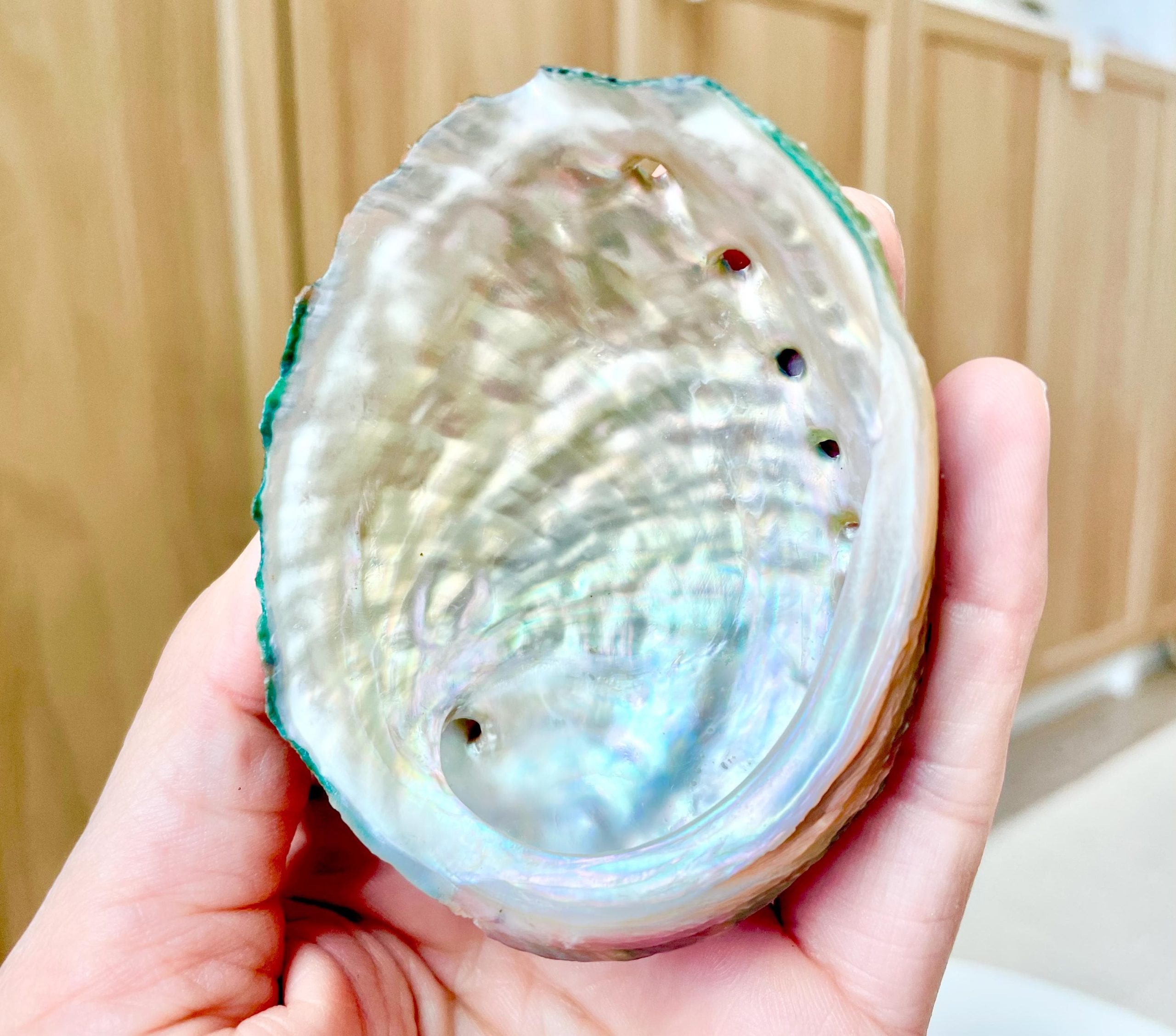 BANDED CHINO ABALONE Shells 3-3.5" Green Red Orange Striped Coastal Décor - Image 3