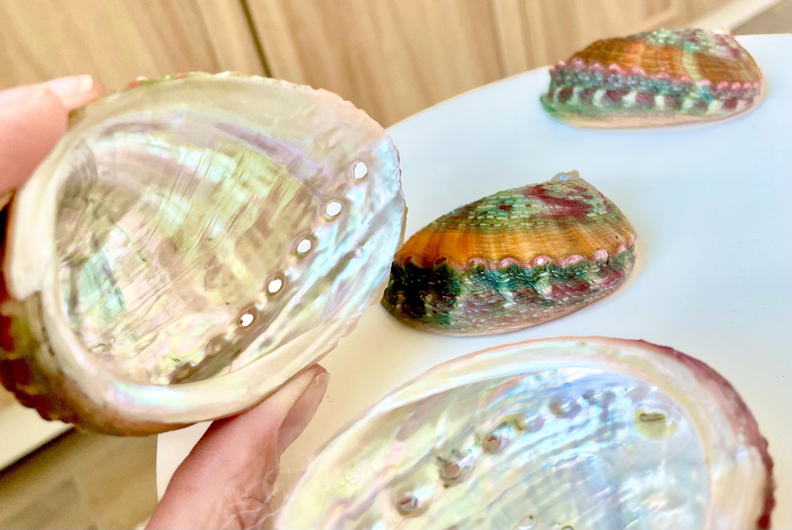 BANDED CHINO ABALONE Shells 3-3.5" Green Red Orange Striped Coastal Décor - Image 2