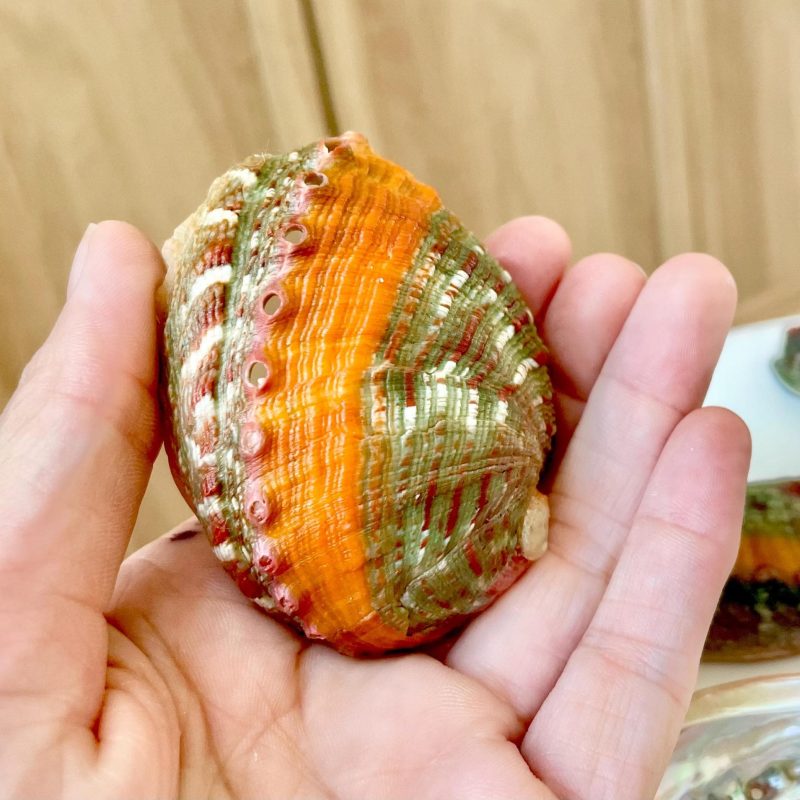 BANDED CHINO ABALONE Shells 3-3.5" Green Red Orange Striped Coastal Décor