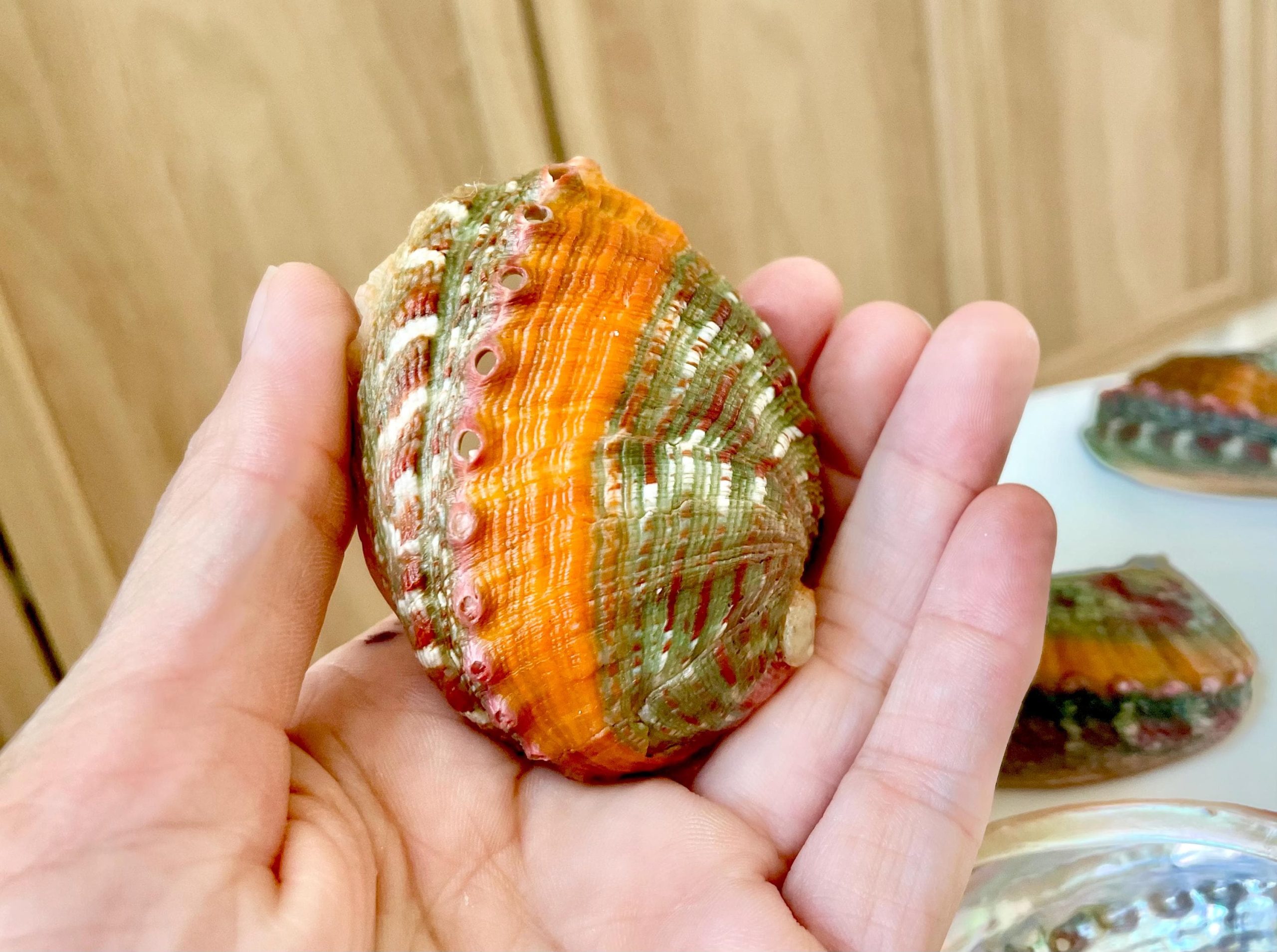 BANDED CHINO ABALONE Shells 3-3.5" Green Red Orange Striped Coastal Décor
