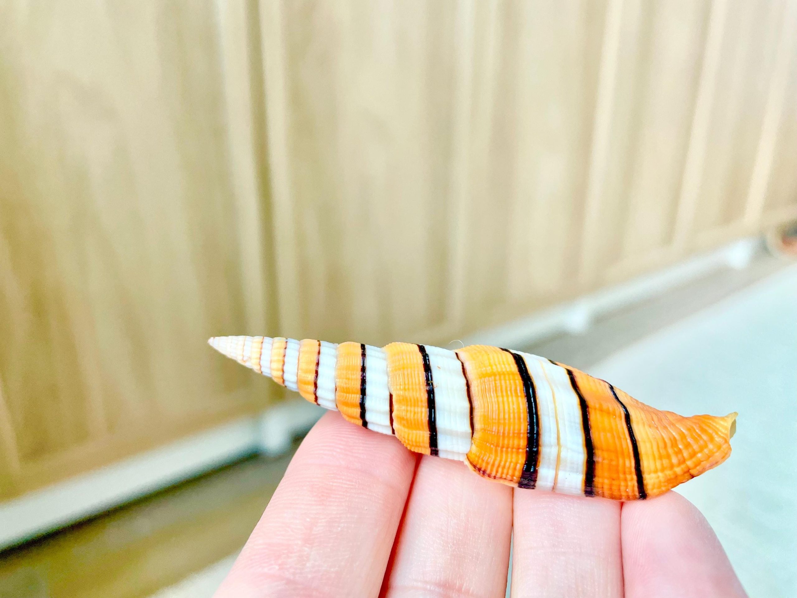 Ribboned Mitre Seashell, Rare Orange XL 2-3" Vexillum Citrinum Specimen - Image 5