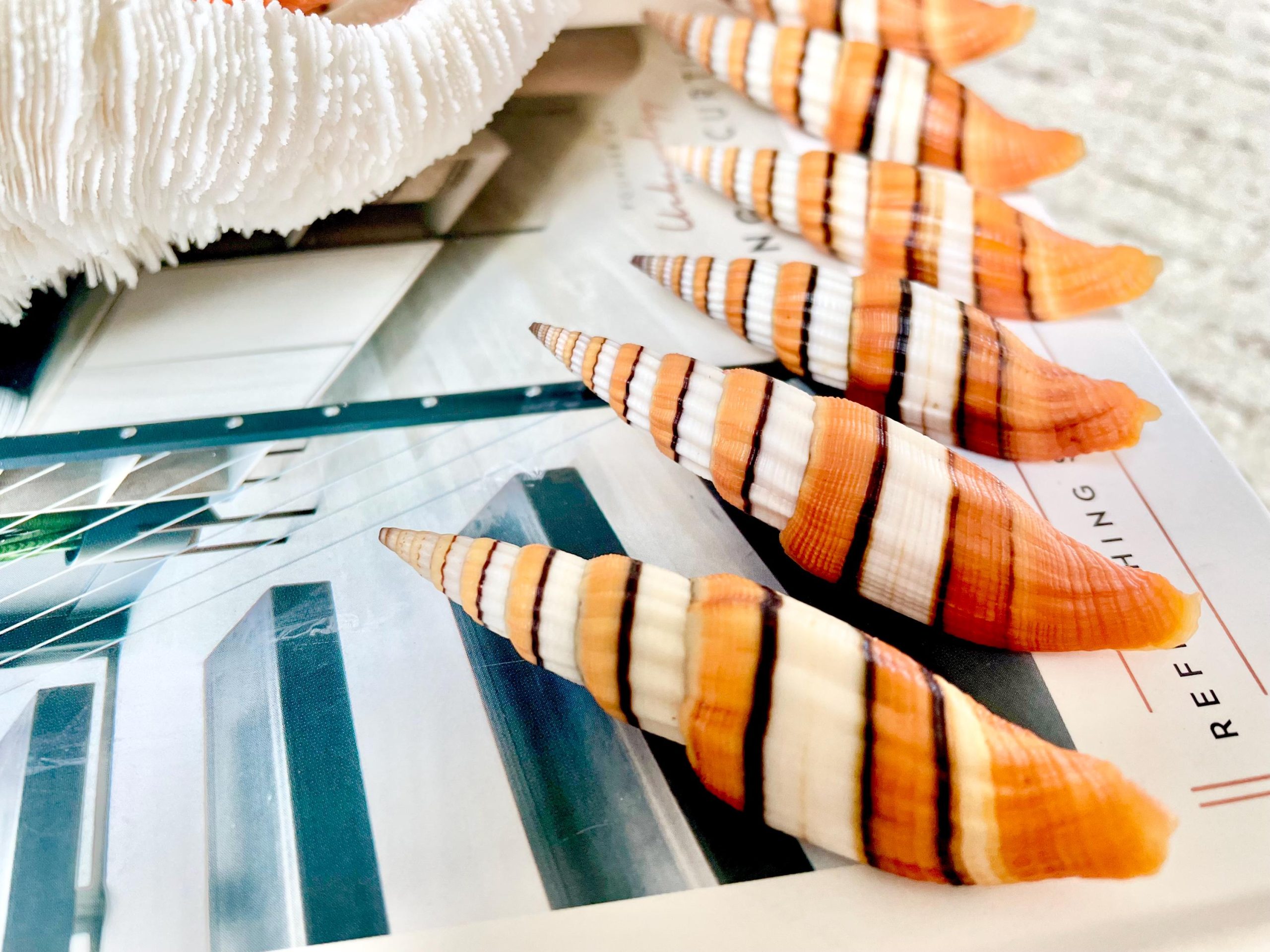 Ribboned Mitre Seashell, Rare Orange XL 2-3" Vexillum Citrinum Specimen - Image 2