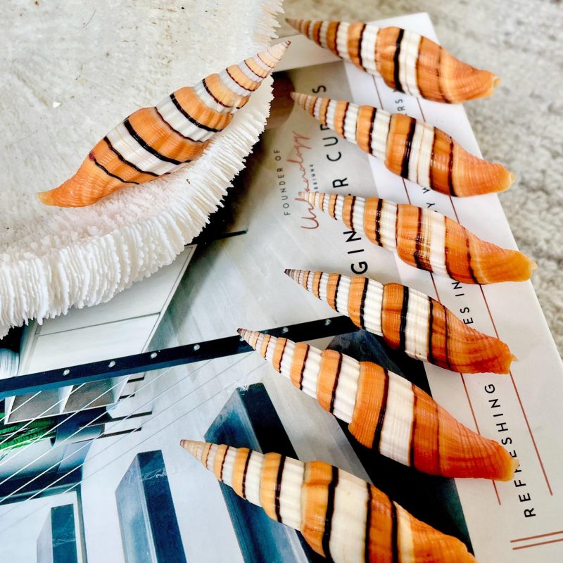 Ribboned Mitre Seashell, Rare Orange XL 2-3" Vexillum Citrinum Specimen