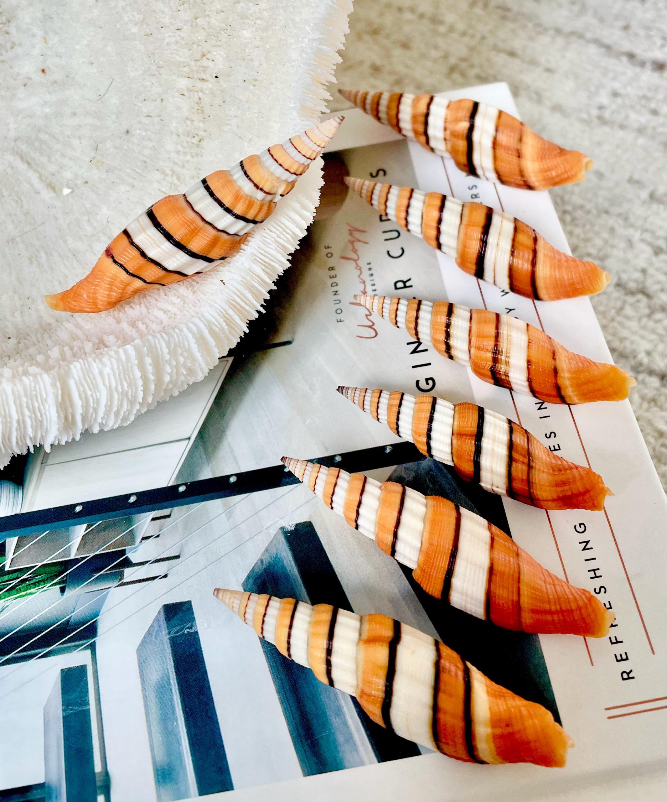 Ribboned Mitre Seashell, Rare Orange XL 2-3" Vexillum Citrinum Specimen