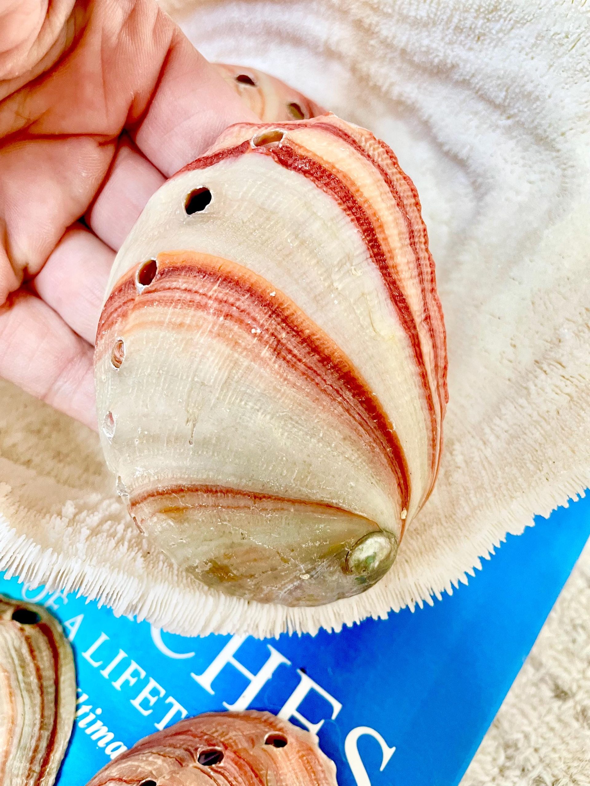 Red Striped Abalone Raw Shells, 3.5-6" *You Choose Size* Natural Display Seashell - Image 7