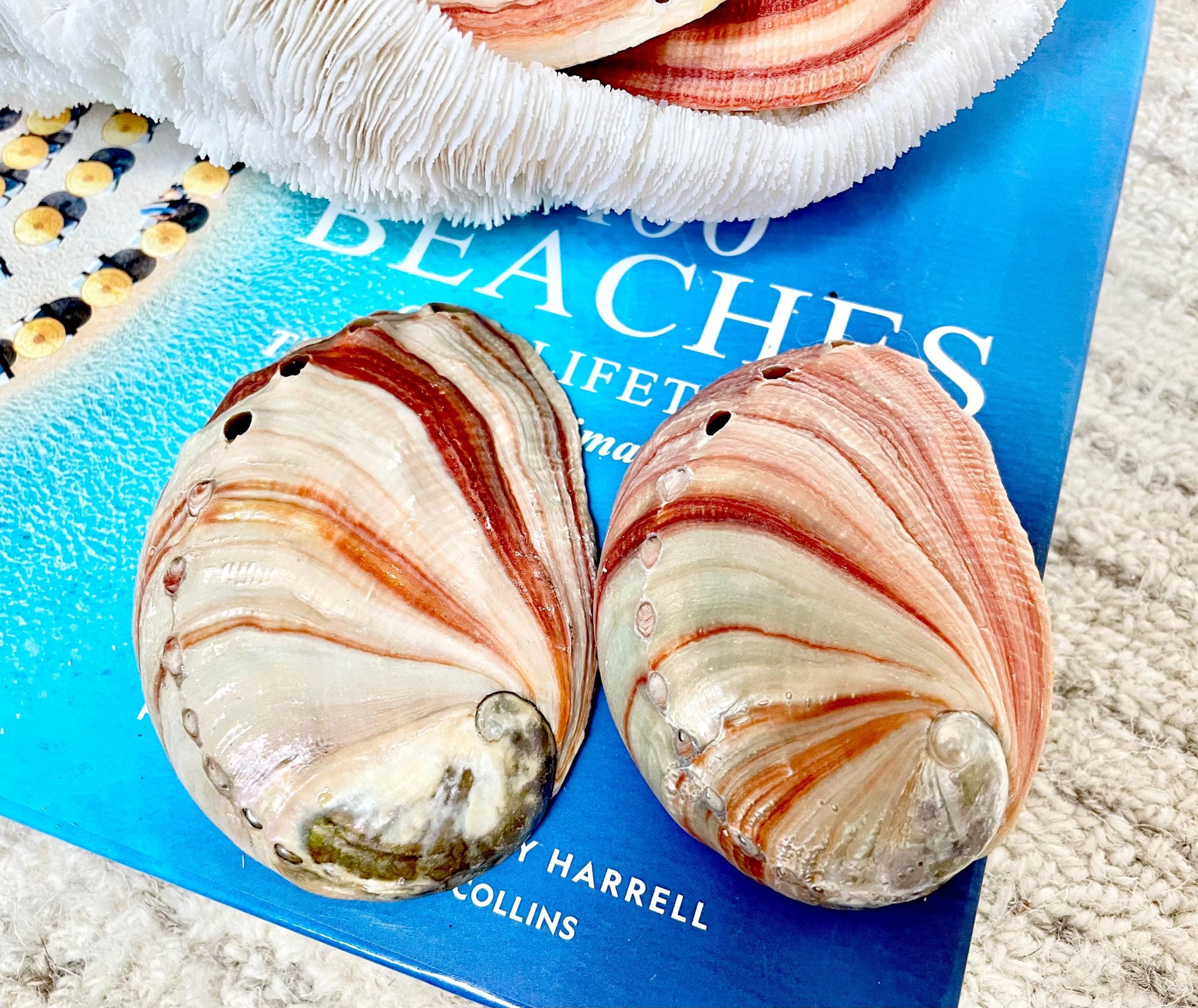 Red Striped Abalone Raw Shells, 3.5-6" *You Choose Size* Natural Display Seashell - Image 8