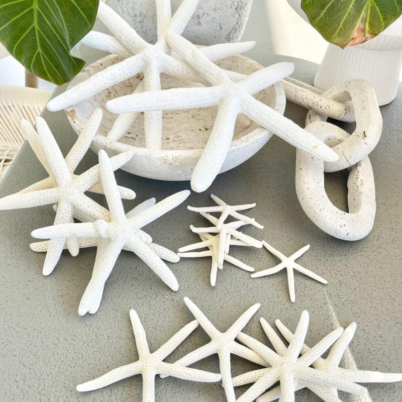 White Pencil Starfish 2-11" *You Choose Size* Natural Beach Coastal Décor & Crafts