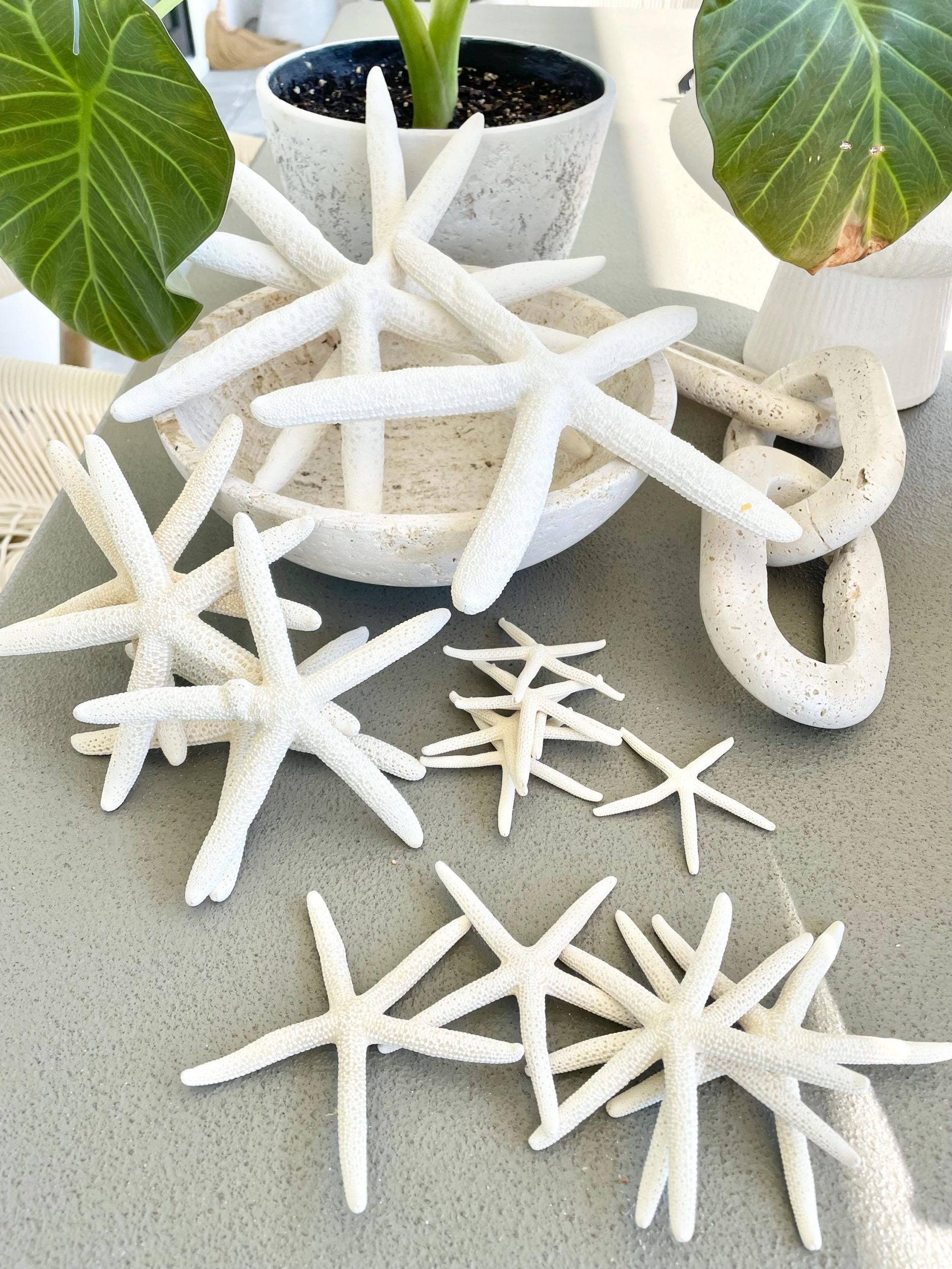 White Pencil Starfish 2-11" *You Choose Size* Natural Beach Coastal Décor & Crafts