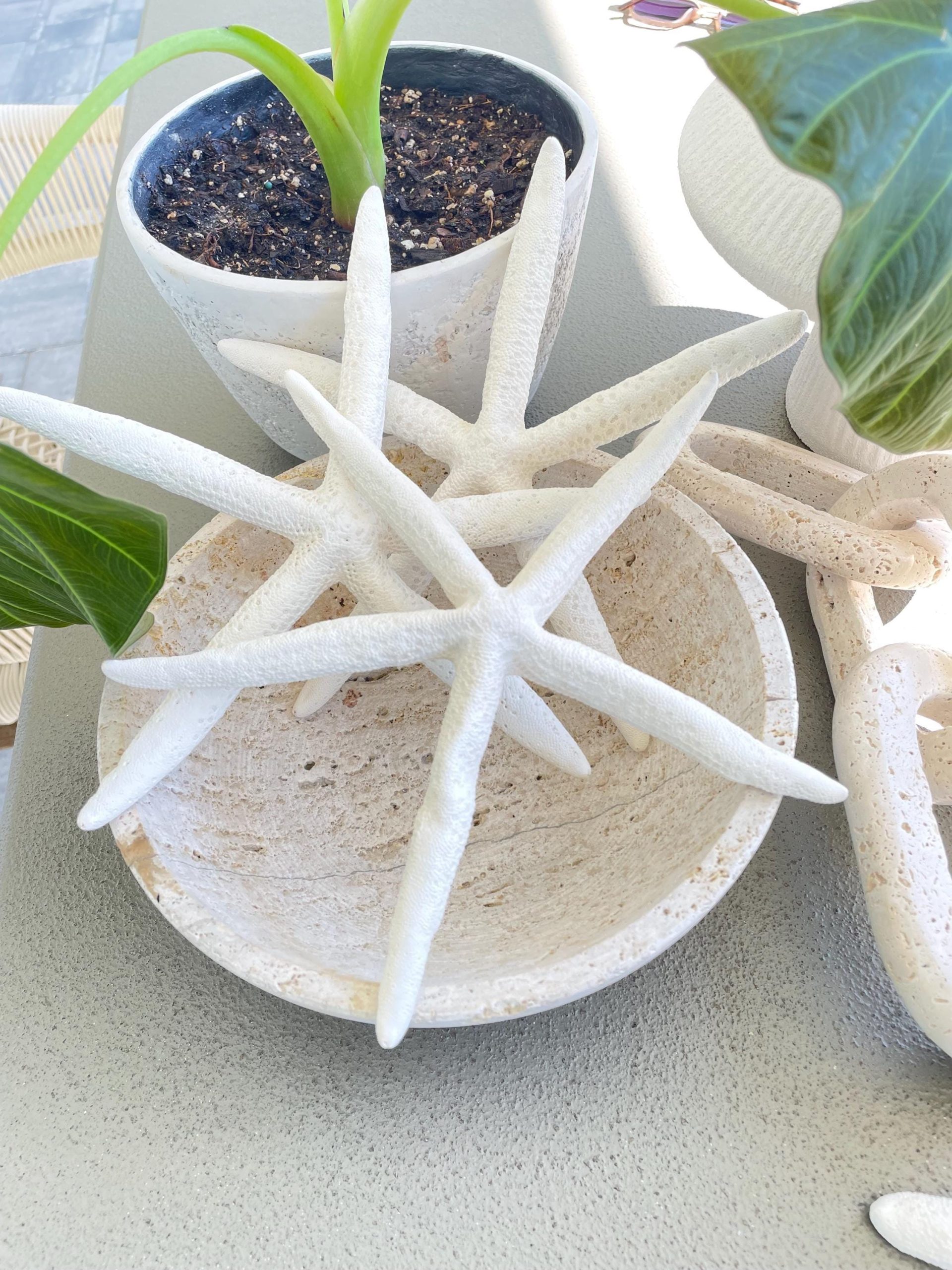 White Pencil Starfish 2-11" *You Choose Size* Natural Beach Coastal Décor & Crafts - Image 2