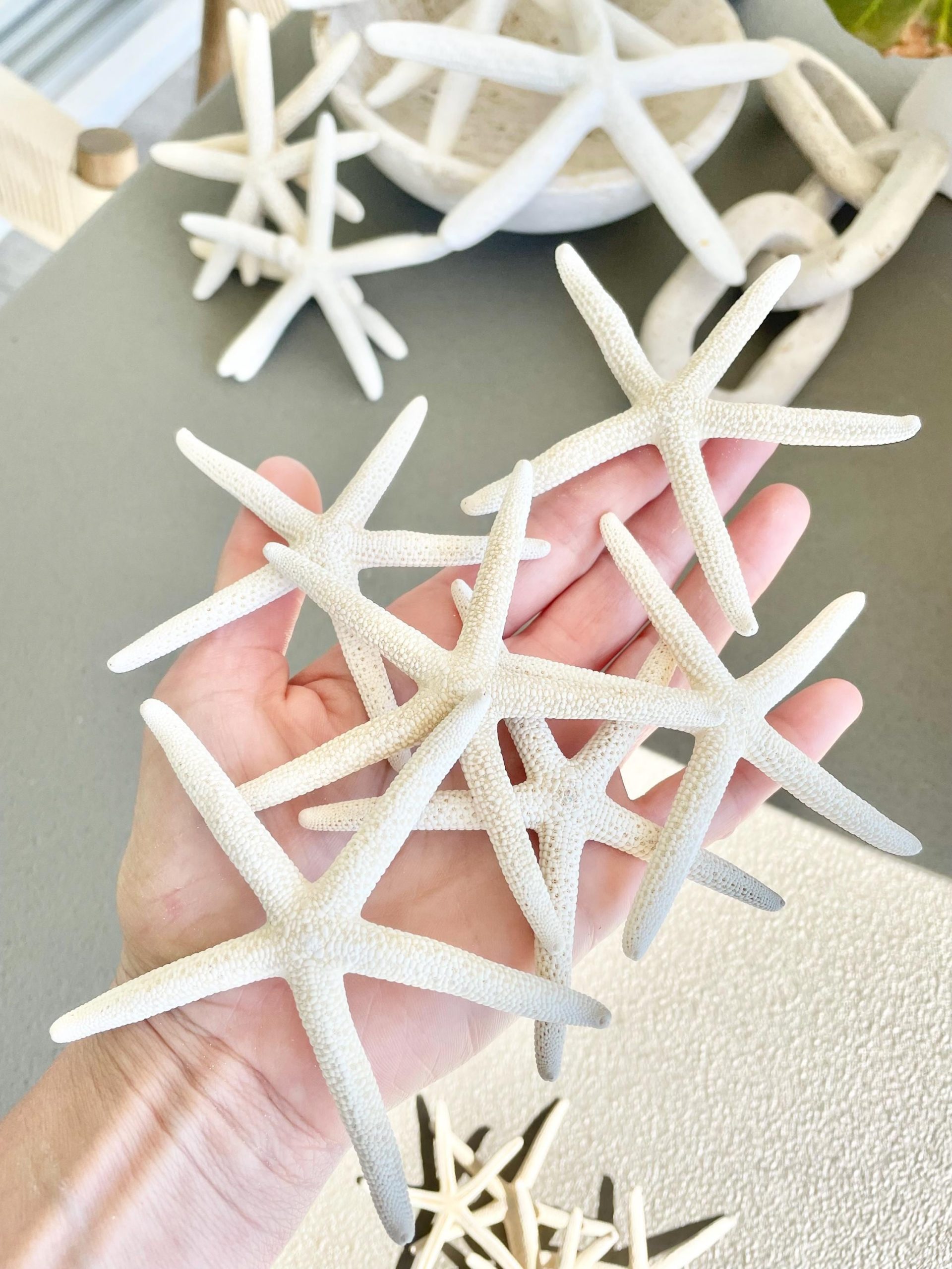 White Pencil Starfish 2-11" *You Choose Size* Natural Beach Coastal Décor & Crafts - Image 4
