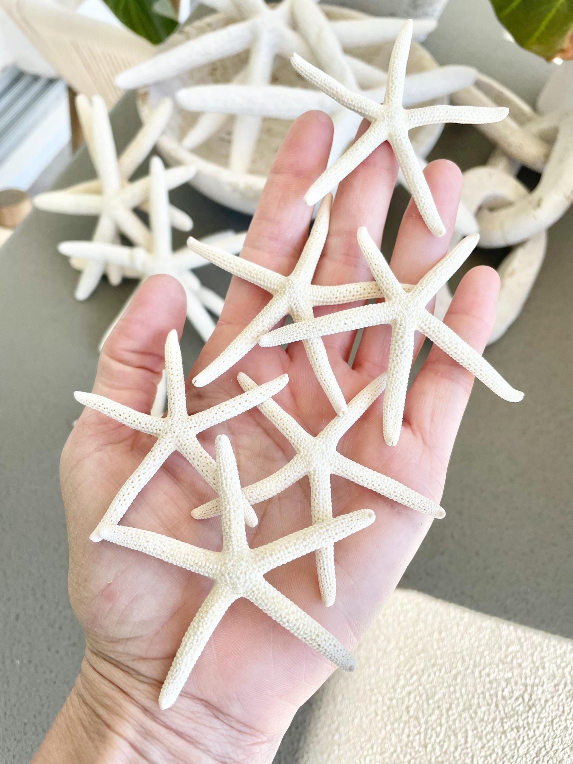 White Pencil Starfish 2-11" *You Choose Size* Natural Beach Coastal Décor & Crafts - Image 5