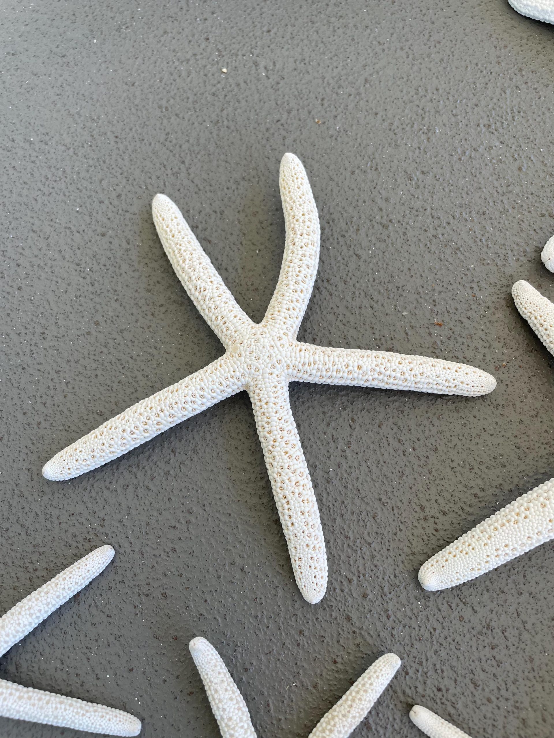 White Pencil Starfish 2-11" *You Choose Size* Natural Beach Coastal Décor & Crafts - Image 7