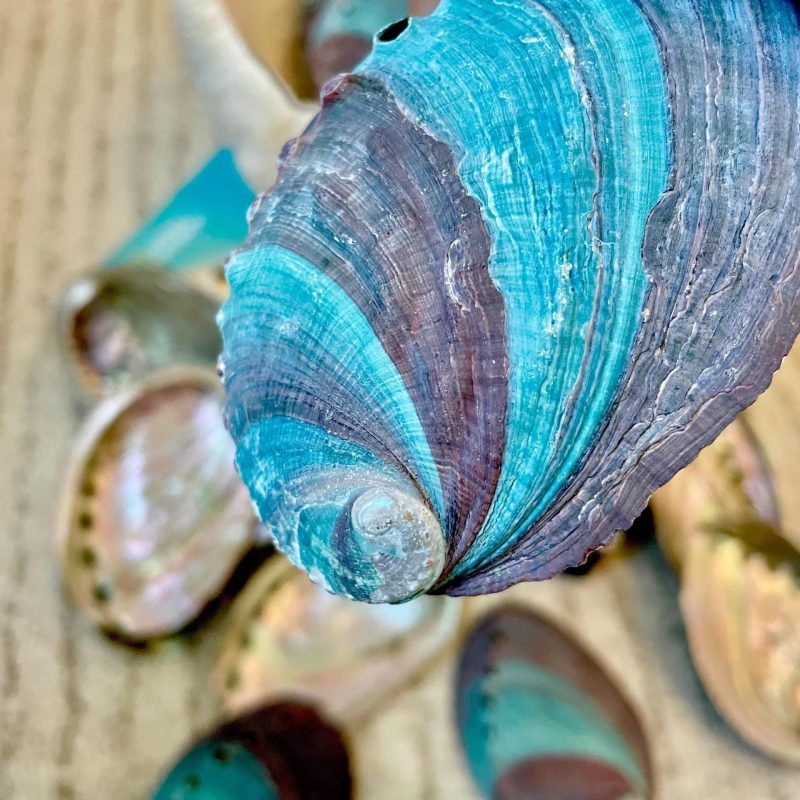 Turquoise Blue Abalone Shell (3.5-4") Iridescent Silver Mermaid Coastal Décor