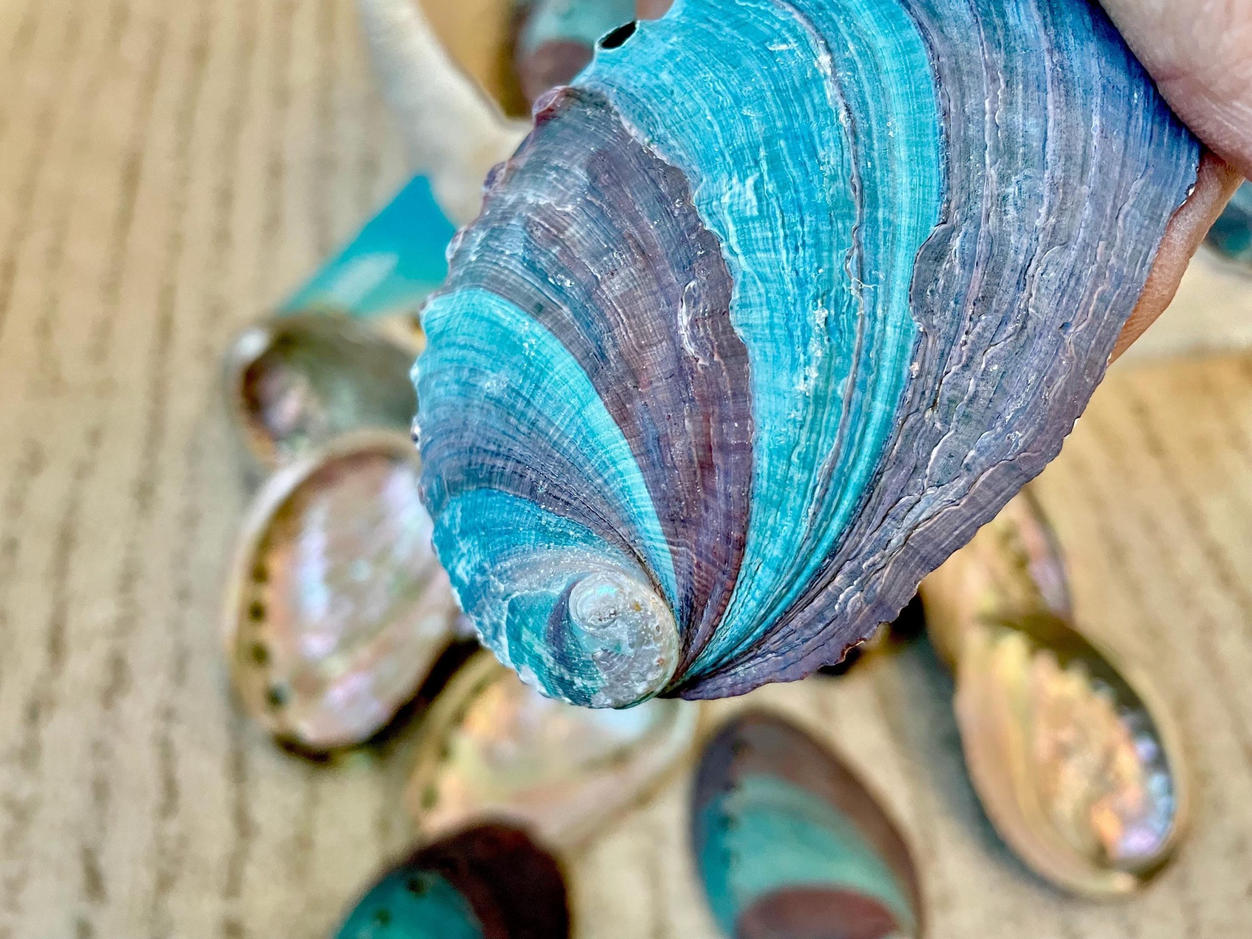 Turquoise Blue Abalone Shell (3.5-4") Iridescent Silver Mermaid Coastal Décor