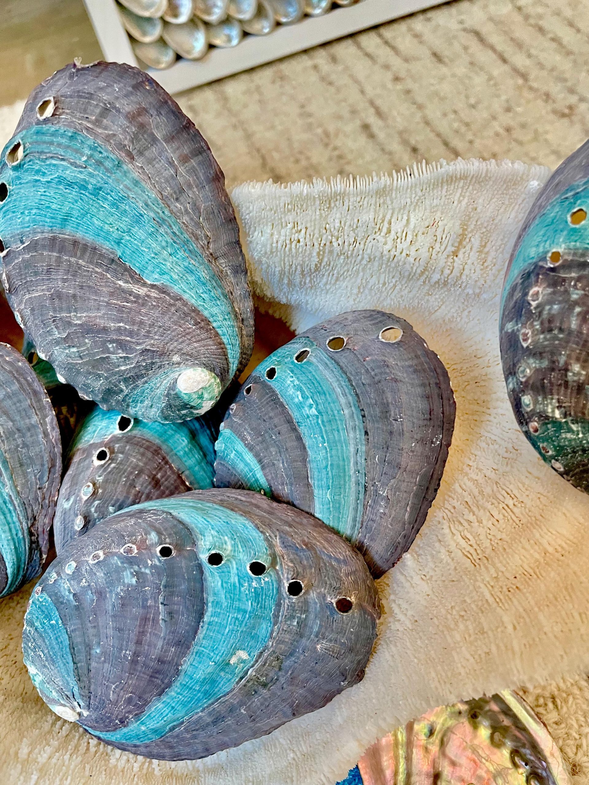 Turquoise Blue Abalone Shell (3.5-4") Iridescent Silver Mermaid Coastal Décor - Image 6