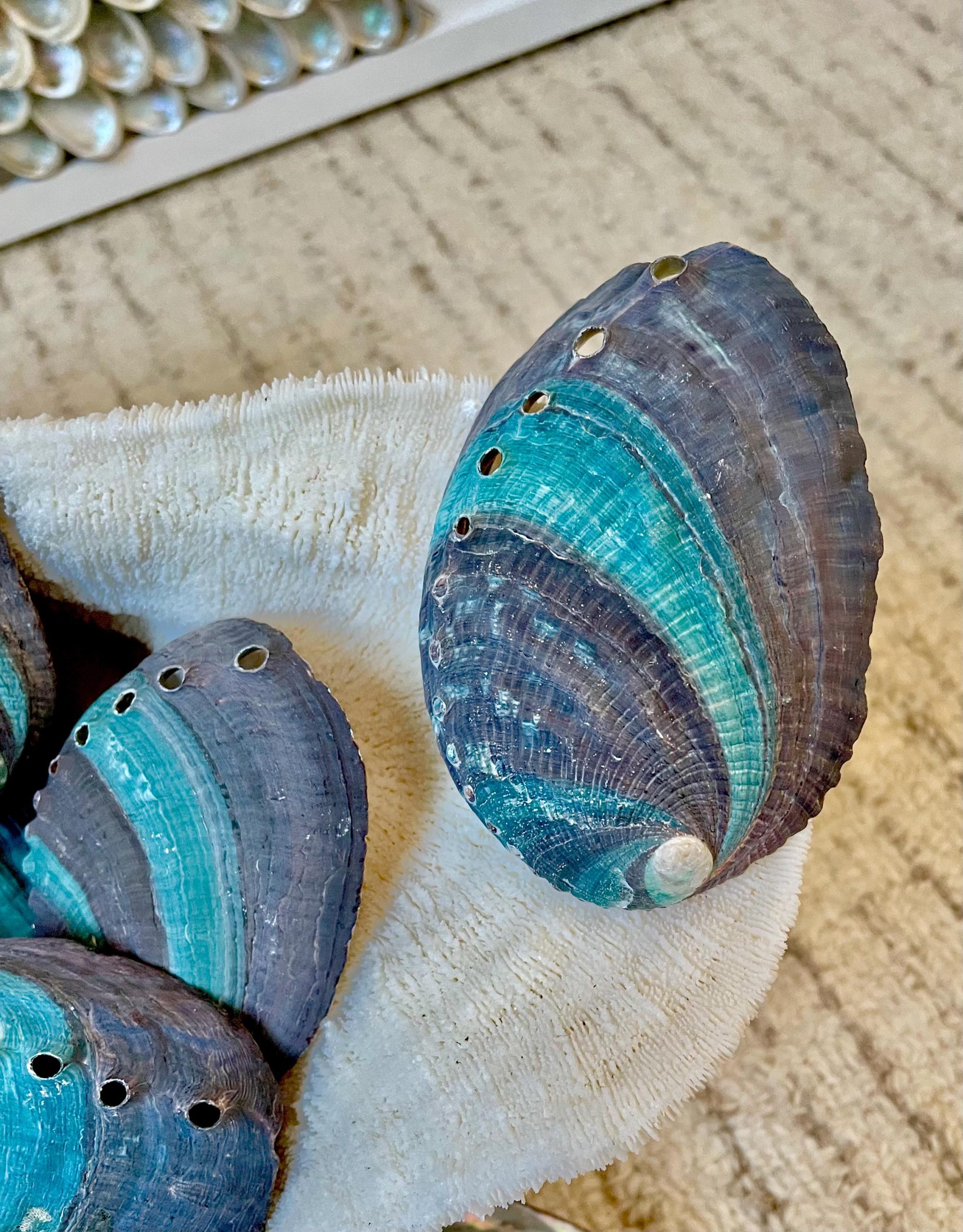 Turquoise Blue Abalone Shell (3.5-4") Iridescent Silver Mermaid Coastal Décor - Image 9
