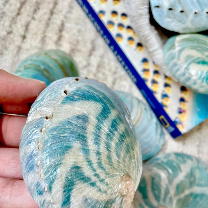 BLUE GREEN POLISHED Glossy Abalone Shells *4-4.5"* Silver Seashell Coastal Décor Sage Dish