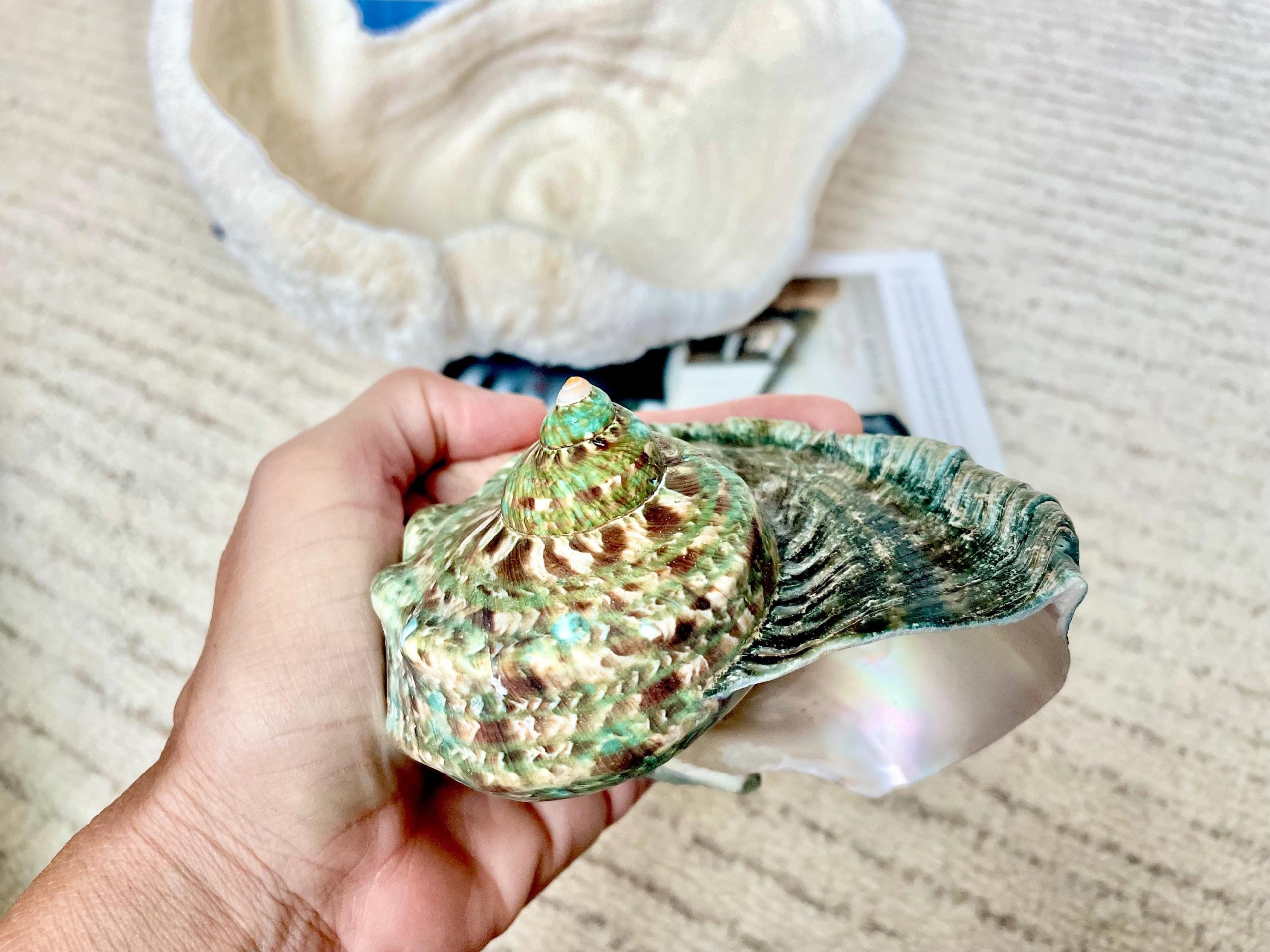 GREEN MARMAORATUS TURBAN Shells 4-8" Hermit Crabs Display Seashell Coastal Décor - Image 8