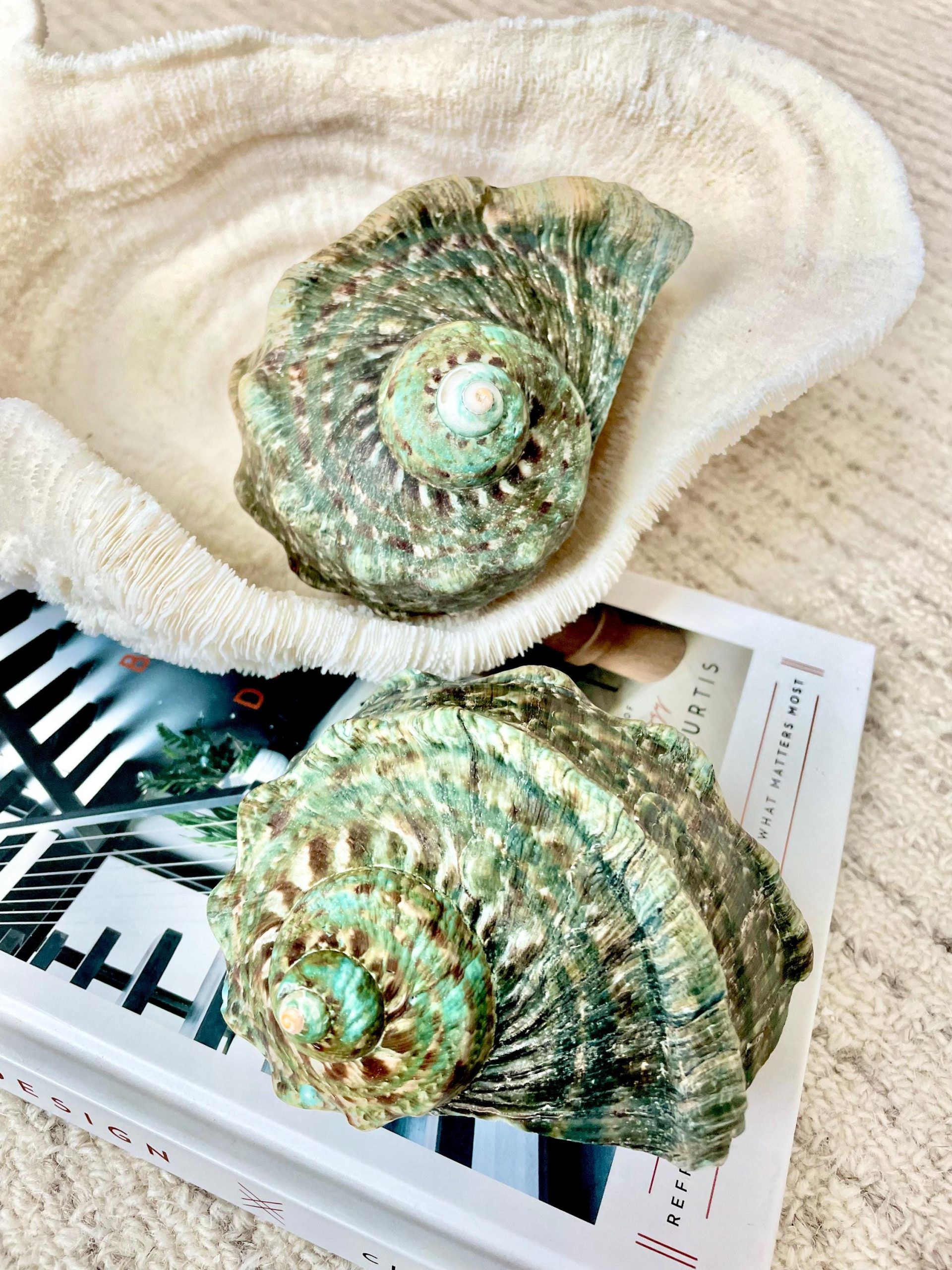 GREEN MARMAORATUS TURBAN Shells 4-8" Hermit Crabs Display Seashell Coastal Décor - Image 9