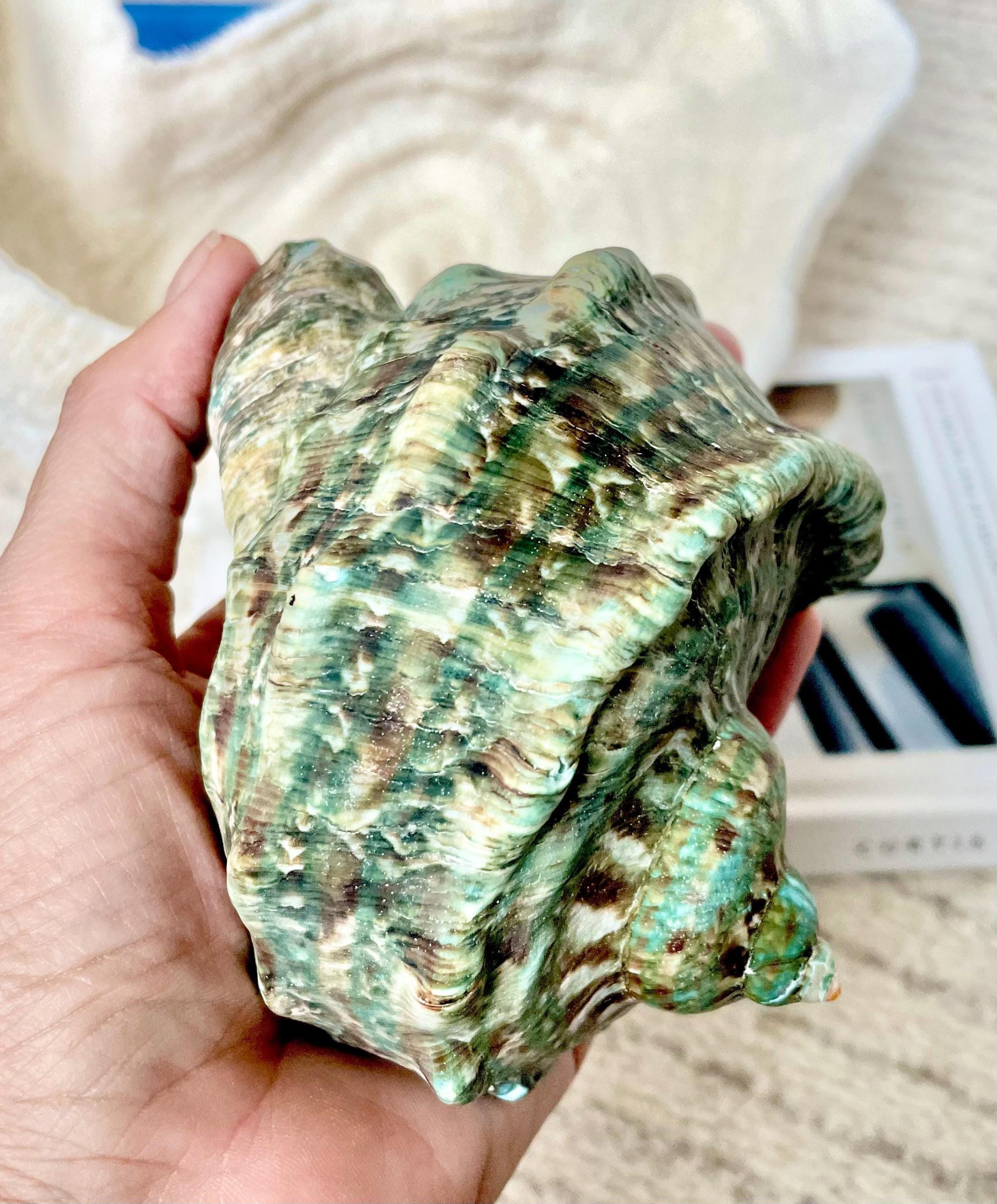 GREEN MARMAORATUS TURBAN Shells 4-8" Hermit Crabs Display Seashell Coastal Décor - Image 3