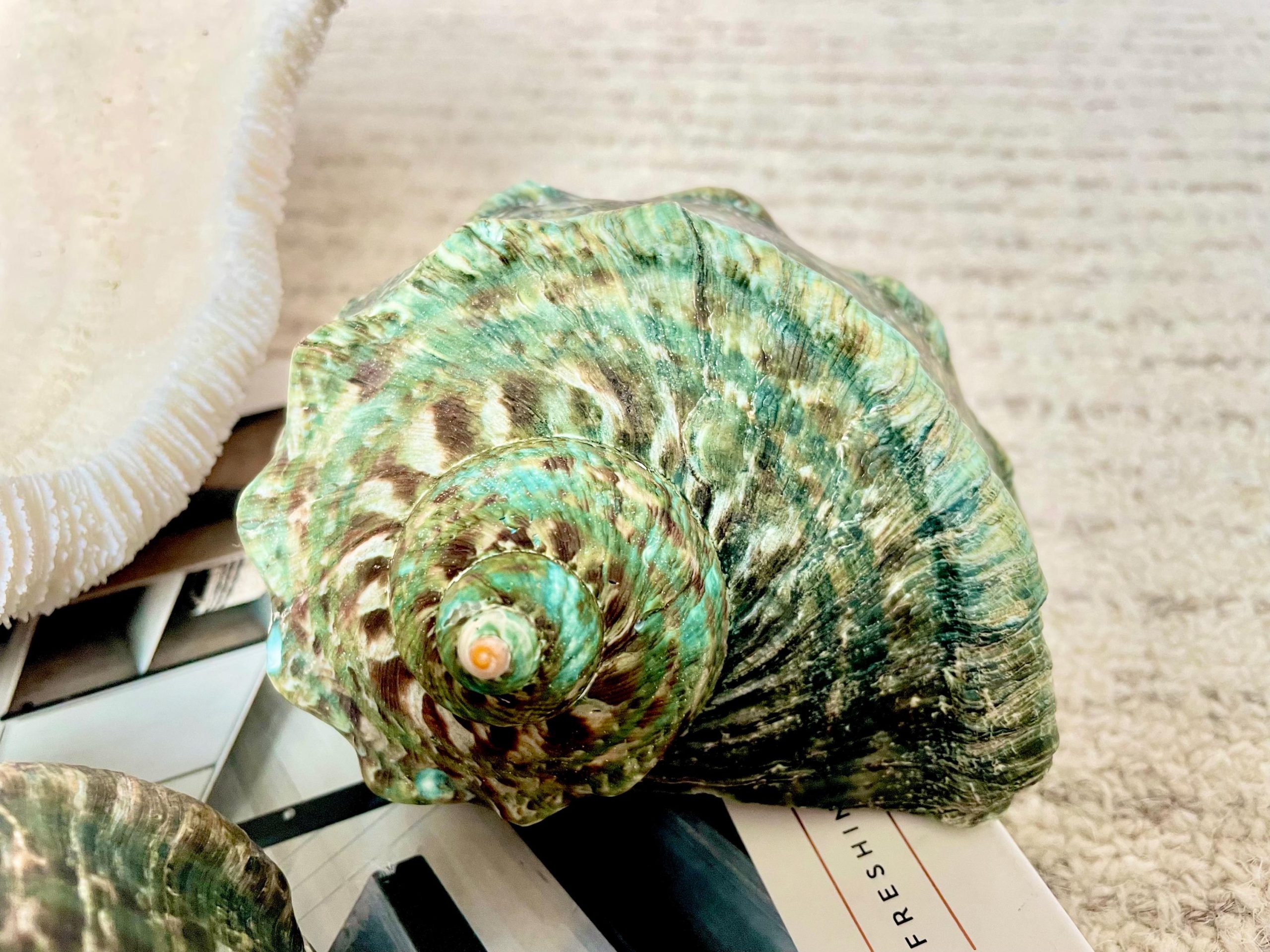 GREEN MARMAORATUS TURBAN Shells 4-8" Hermit Crabs Display Seashell Coastal Décor - Image 5