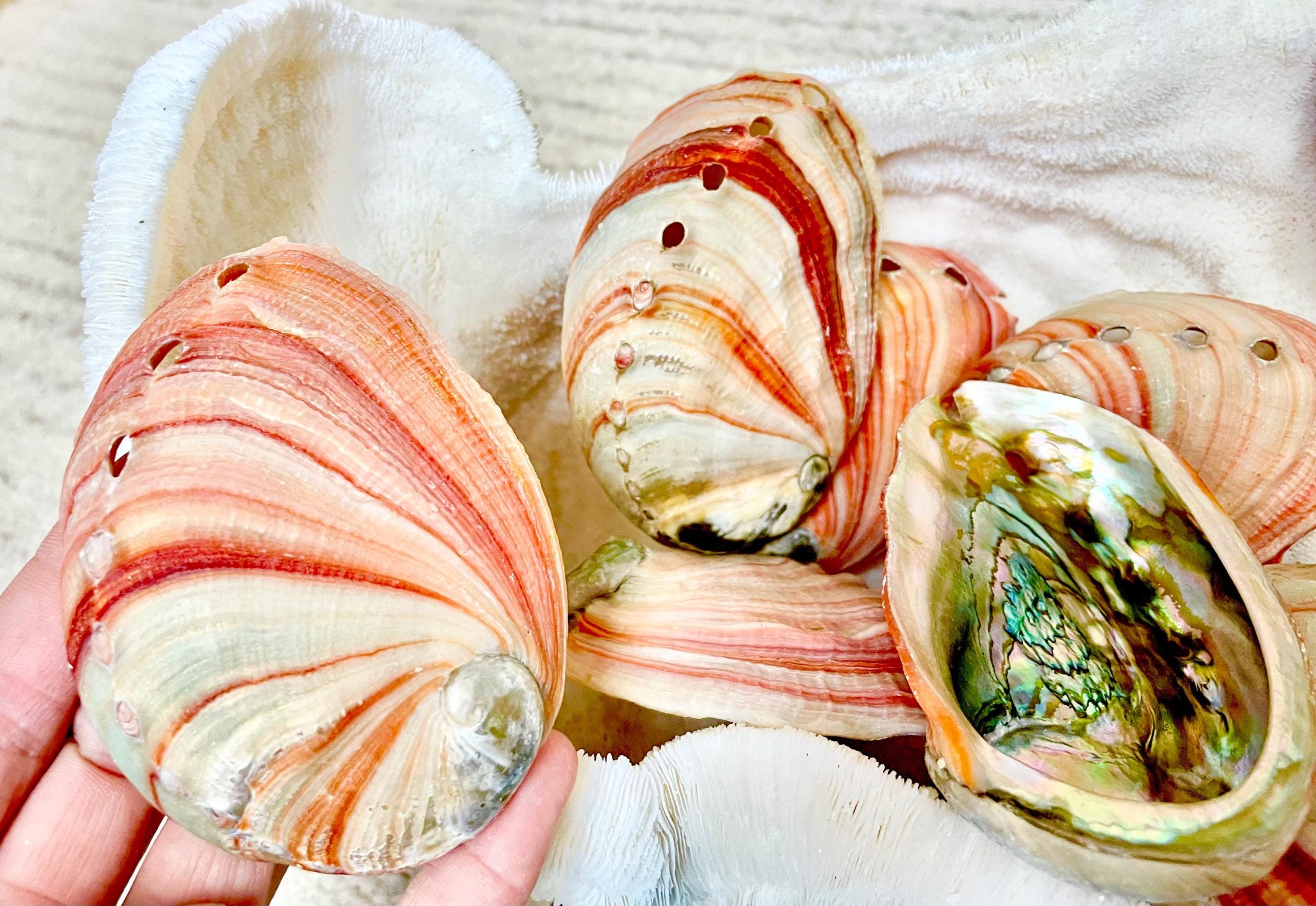 Red Striped Abalone Raw Shells, 3.5-6" *You Choose Size* Natural Display Seashell - Image 3