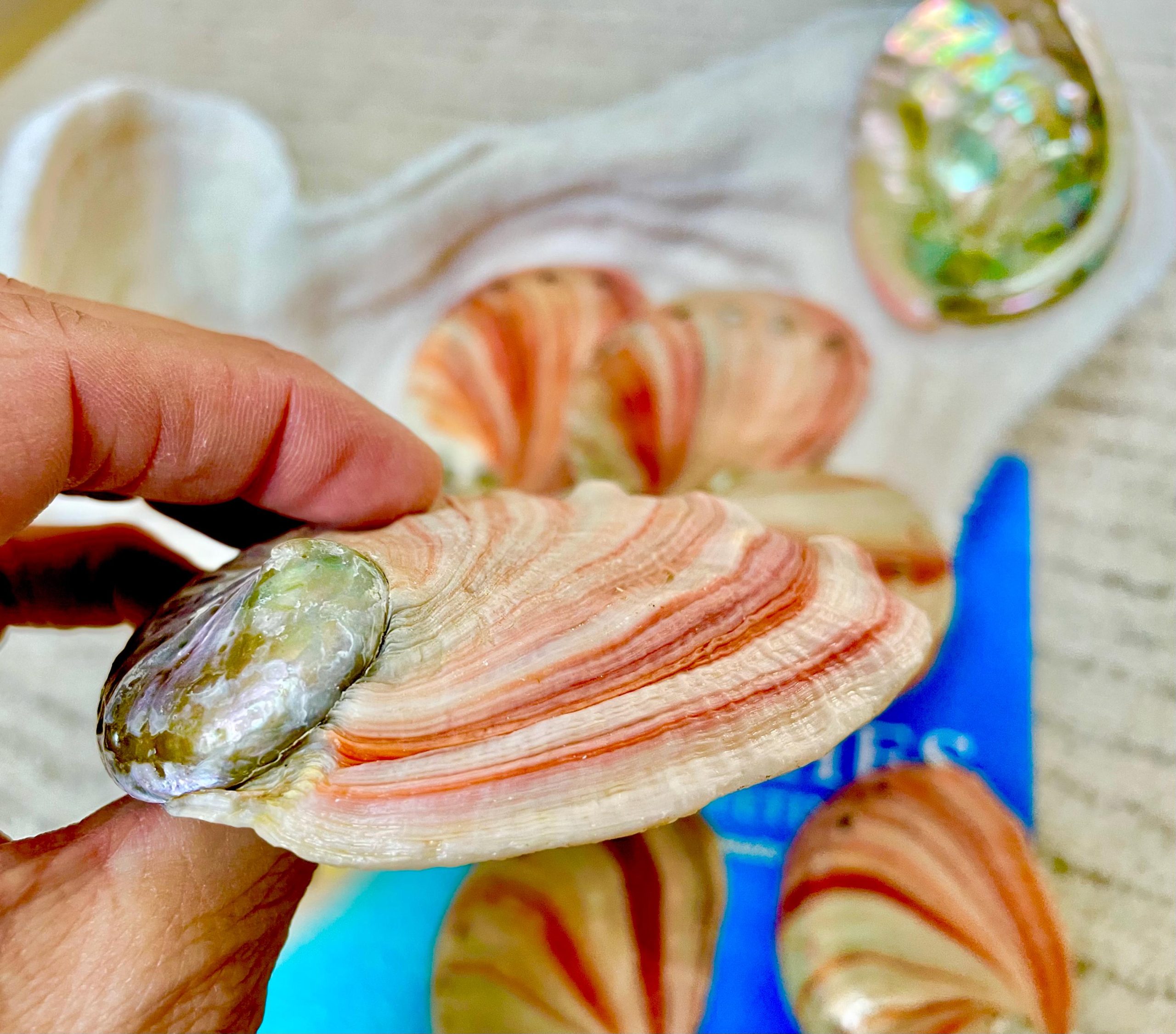 Red Striped Abalone Raw Shells, 3.5-6" *You Choose Size* Natural Display Seashell - Image 4