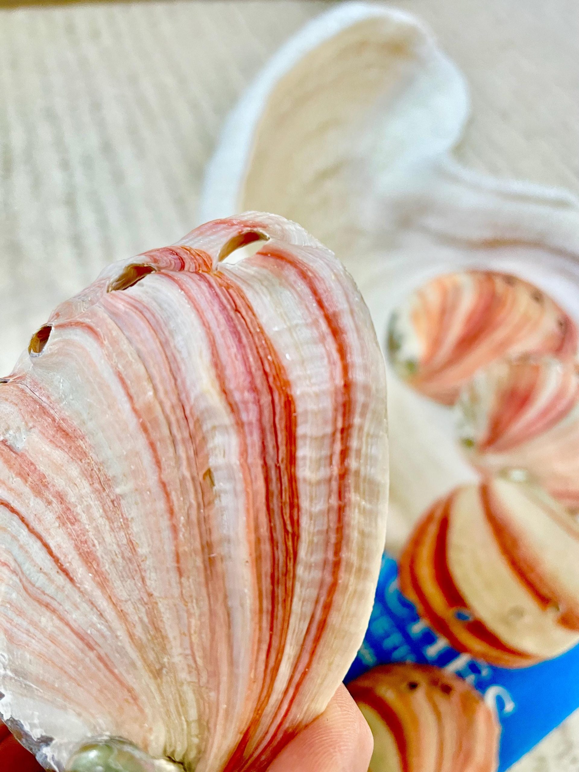Red Striped Abalone Raw Shells, 3.5-6" *You Choose Size* Natural Display Seashell - Image 5