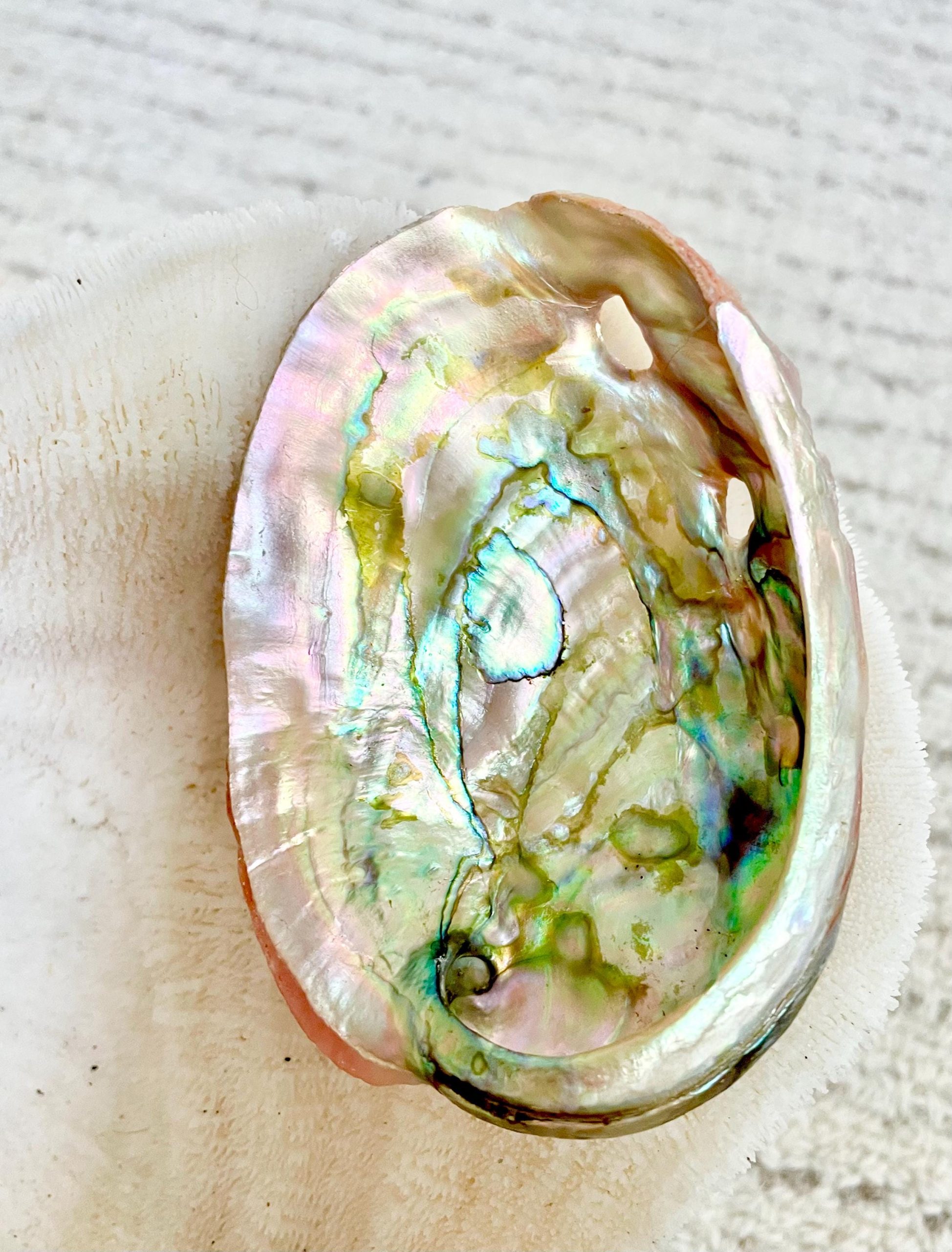 Red Striped Abalone Raw Shells, 3.5-6" *You Choose Size* Natural Display Seashell - Image 6