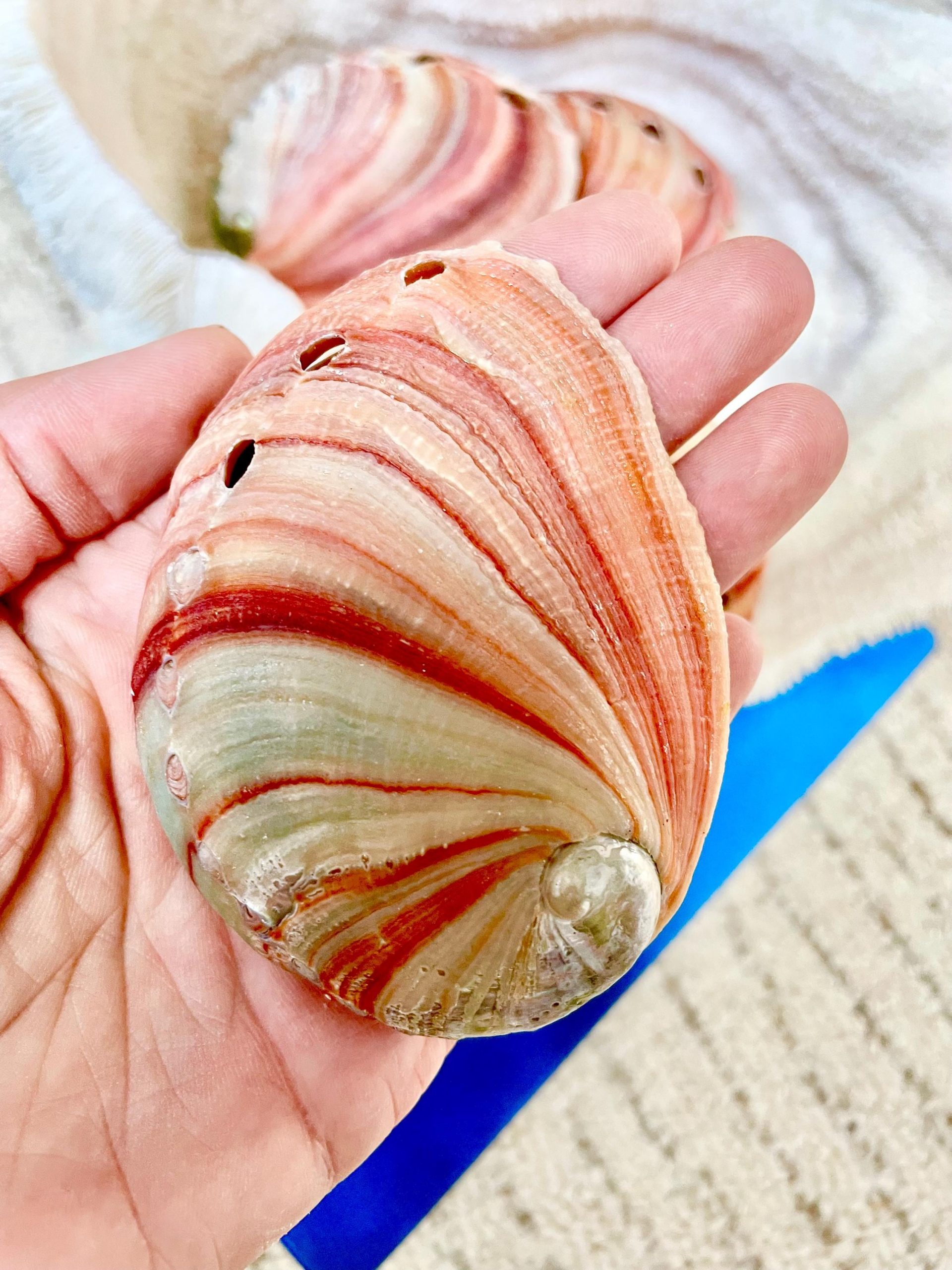 Red Striped Abalone Raw Shells, 3.5-6" *You Choose Size* Natural Display Seashell - Image 9