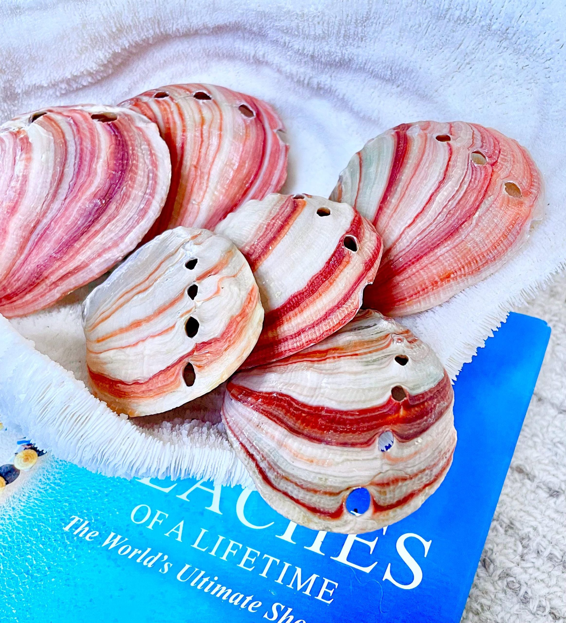 Red Striped Abalone Raw Shells, 3.5-6" *You Choose Size* Natural Display Seashell - Image 10