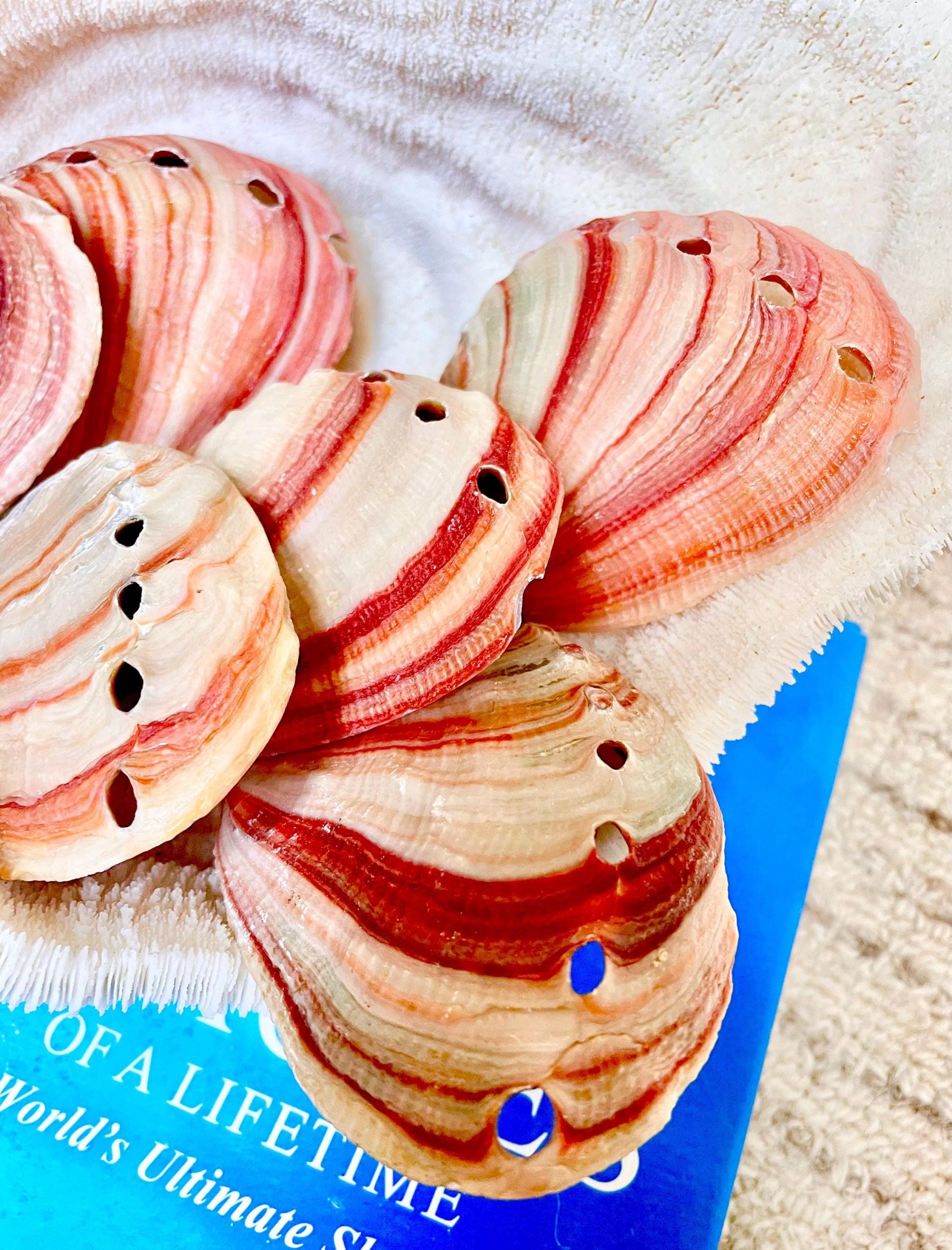 Red Striped Abalone Raw Shells, 3.5-6" *You Choose Size* Natural Display Seashell - Image 2