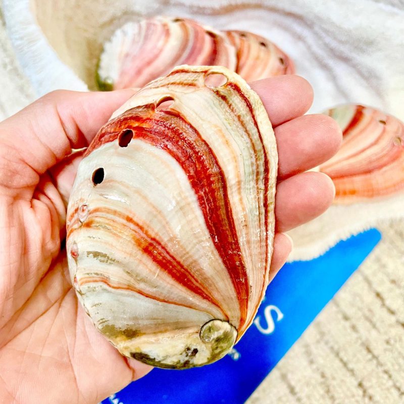 Red Striped Abalone Raw Shells, 3.5-6" *You Choose Size* Natural Display Seashell