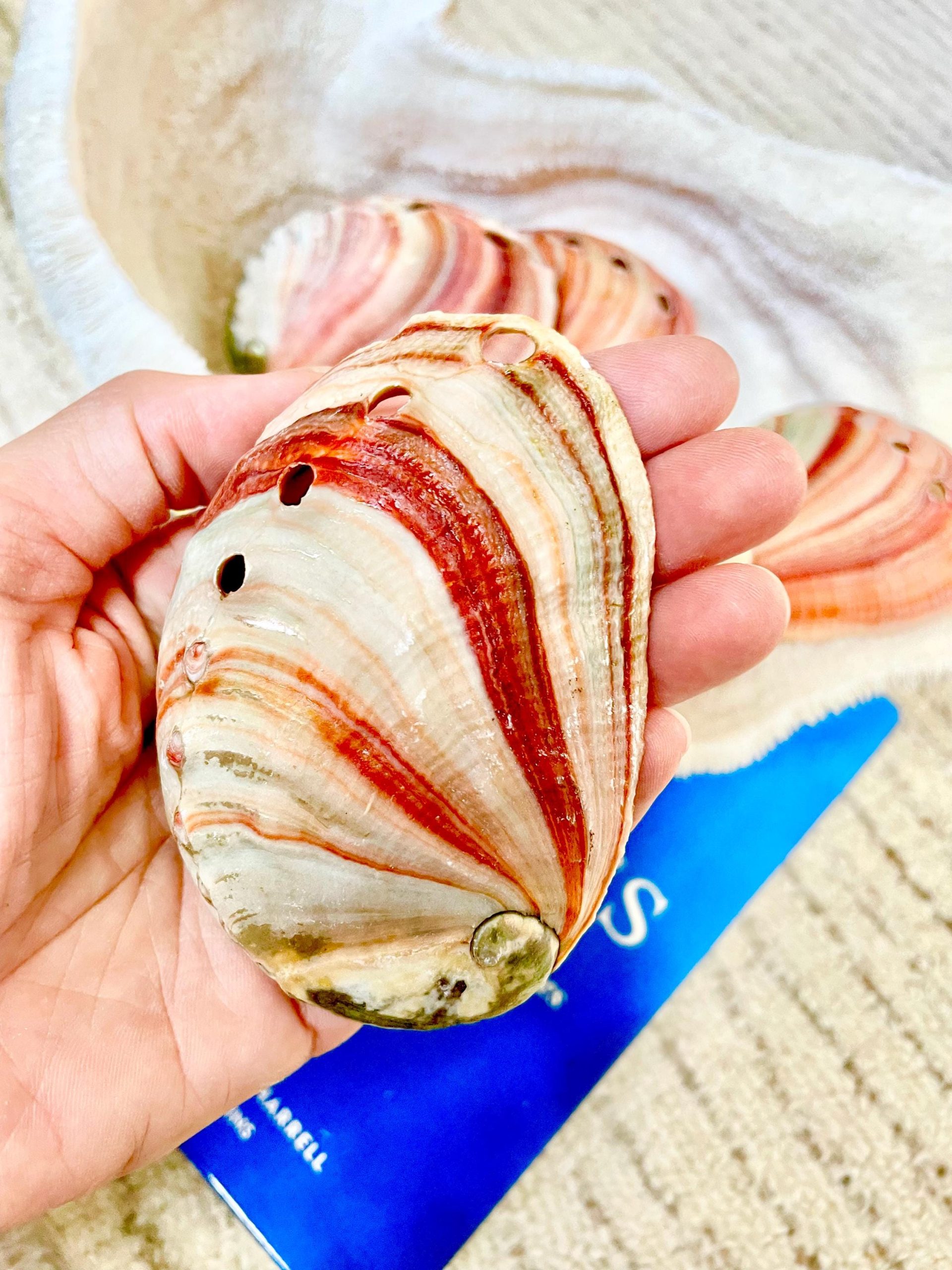 Red Striped Abalone Raw Shells, 3.5-6" *You Choose Size* Natural Display Seashell