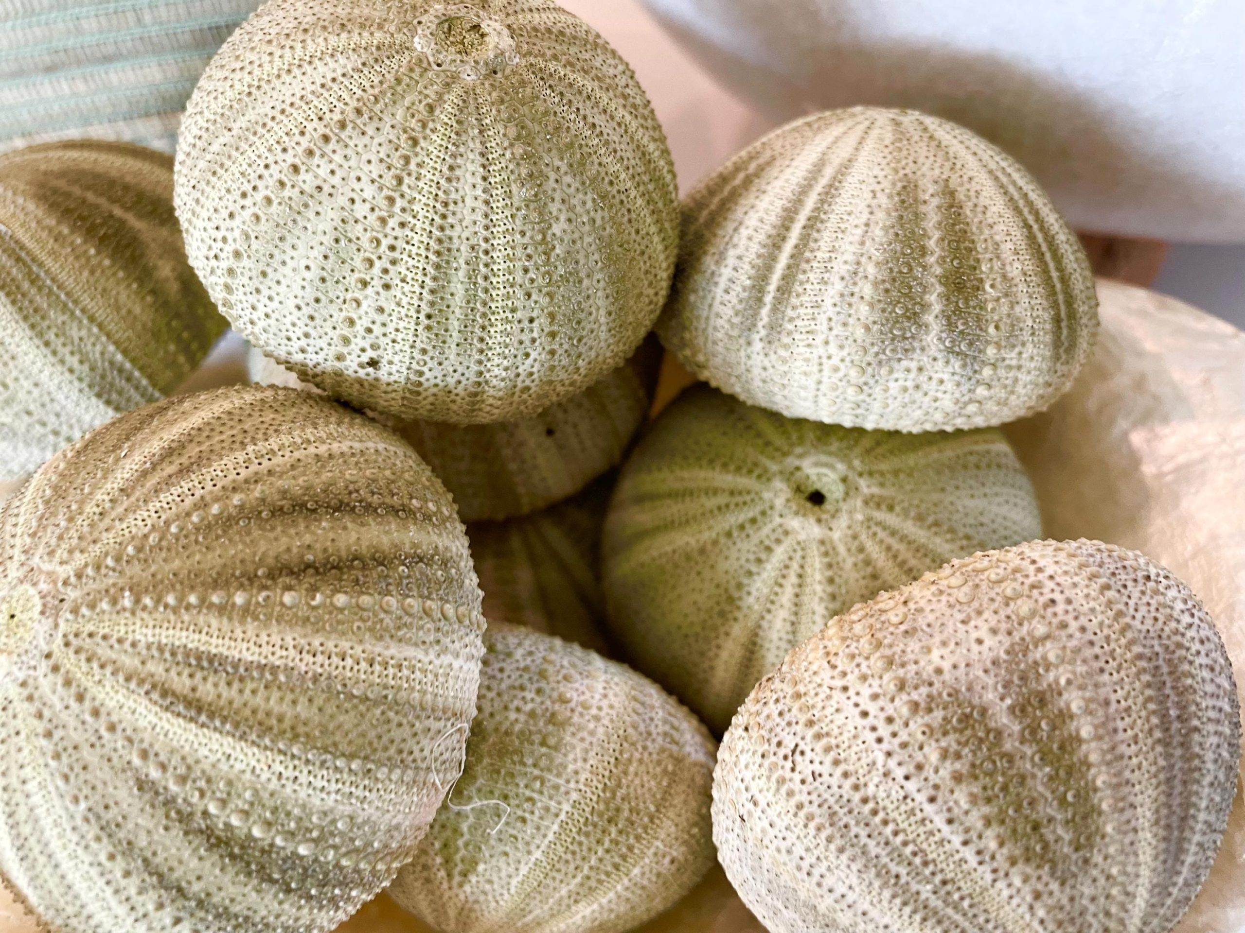 GREEN SEA URCHIN Shells 1.75-2.25" *You Choose Quantity*Natural Small Craft Seashells Sea Life - Image 3