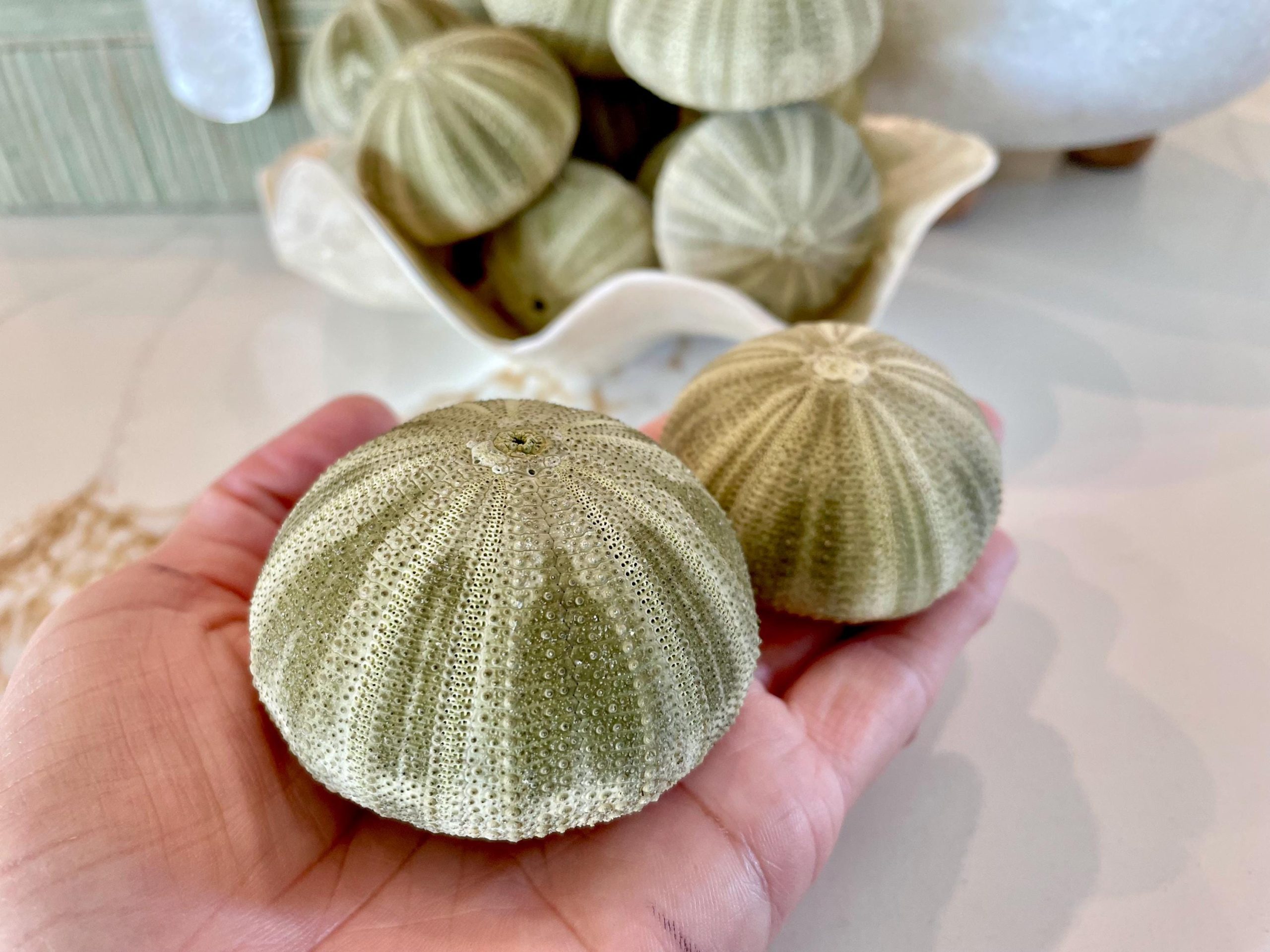 GREEN SEA URCHIN Shells 1.75-2.25" *You Choose Quantity*Natural Small Craft Seashells Sea Life - Image 8