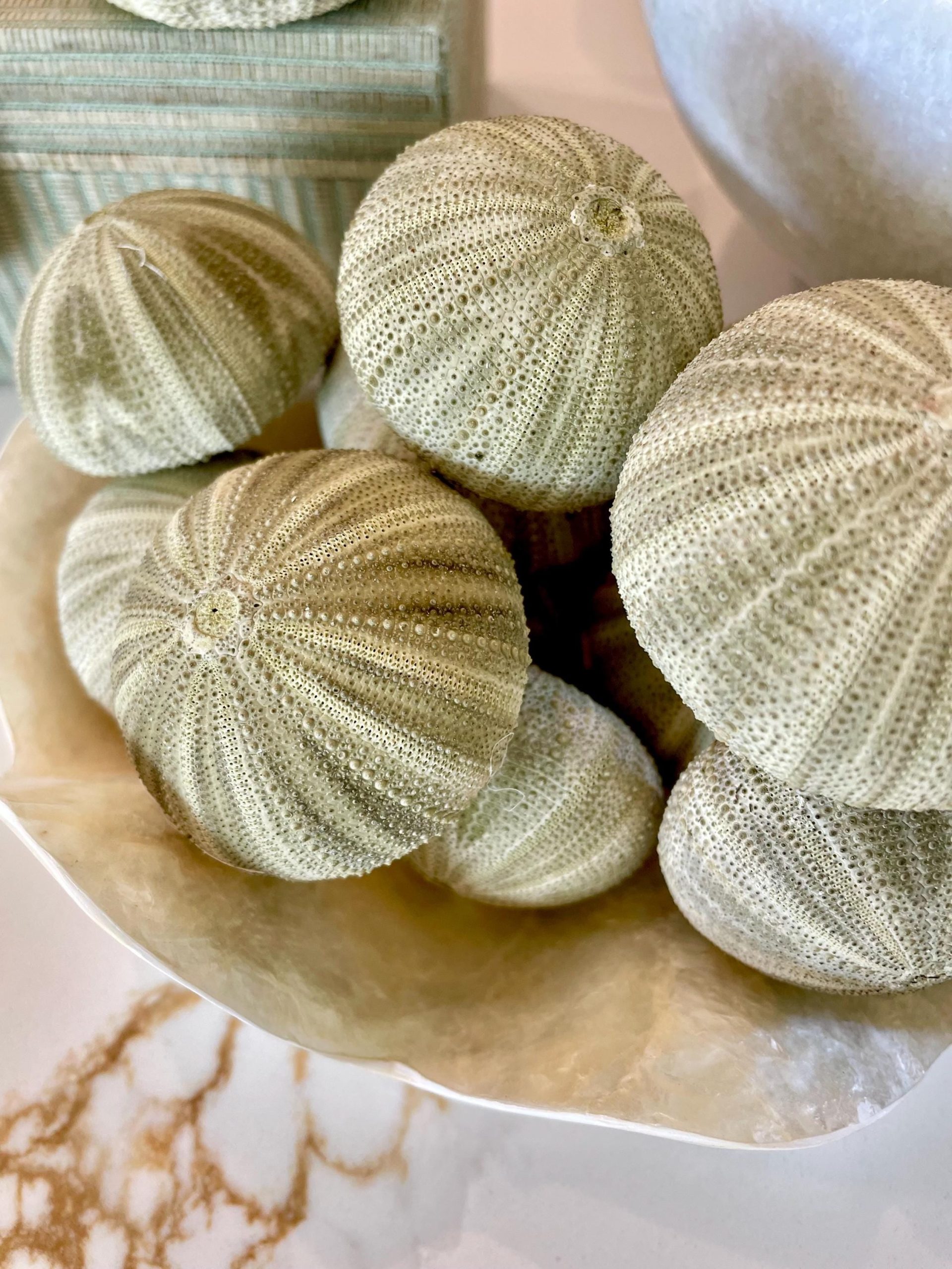 GREEN SEA URCHIN Shells 1.75-2.25" *You Choose Quantity*Natural Small Craft Seashells Sea Life - Image 6