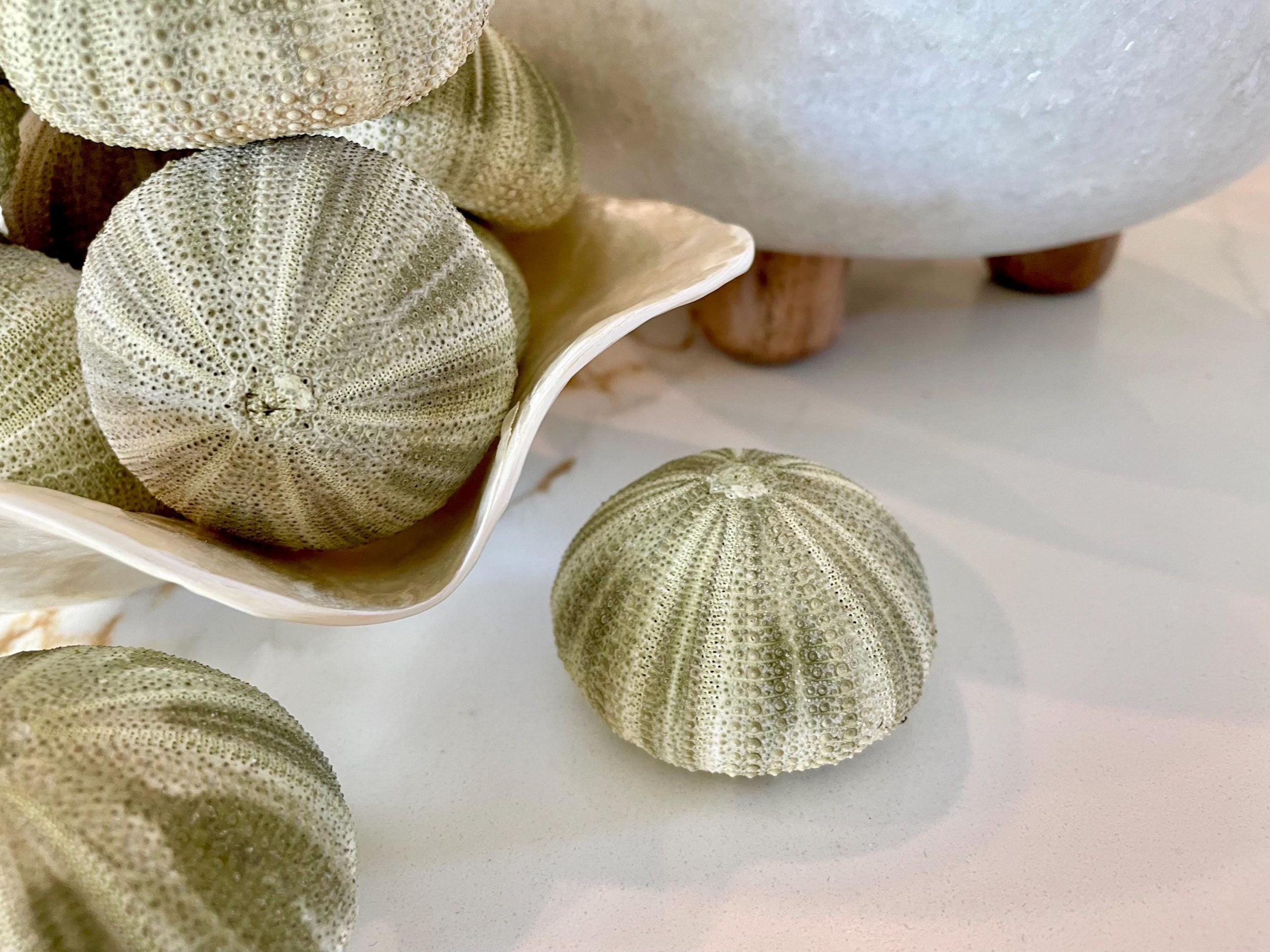 GREEN SEA URCHIN Shells 1.75-2.25" *You Choose Quantity*Natural Small Craft Seashells Sea Life - Image 10