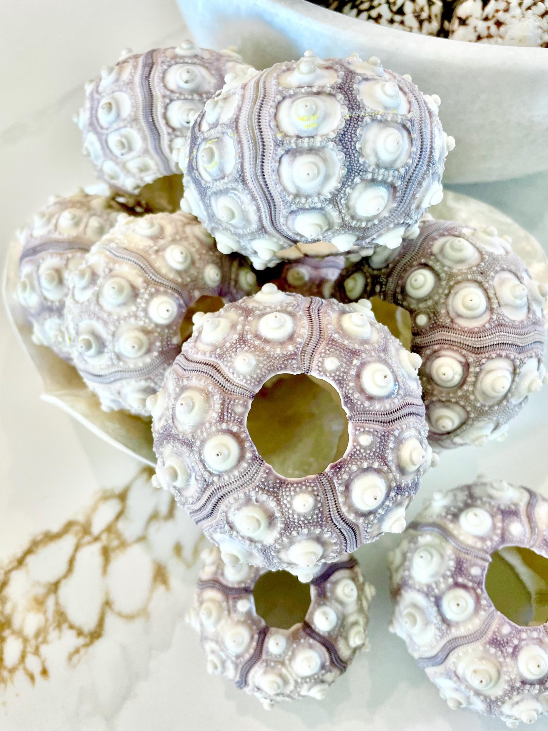 Sputnik Sea Urchin Shells 2-3" | Natural Purple White Coastal Decor - Image 3