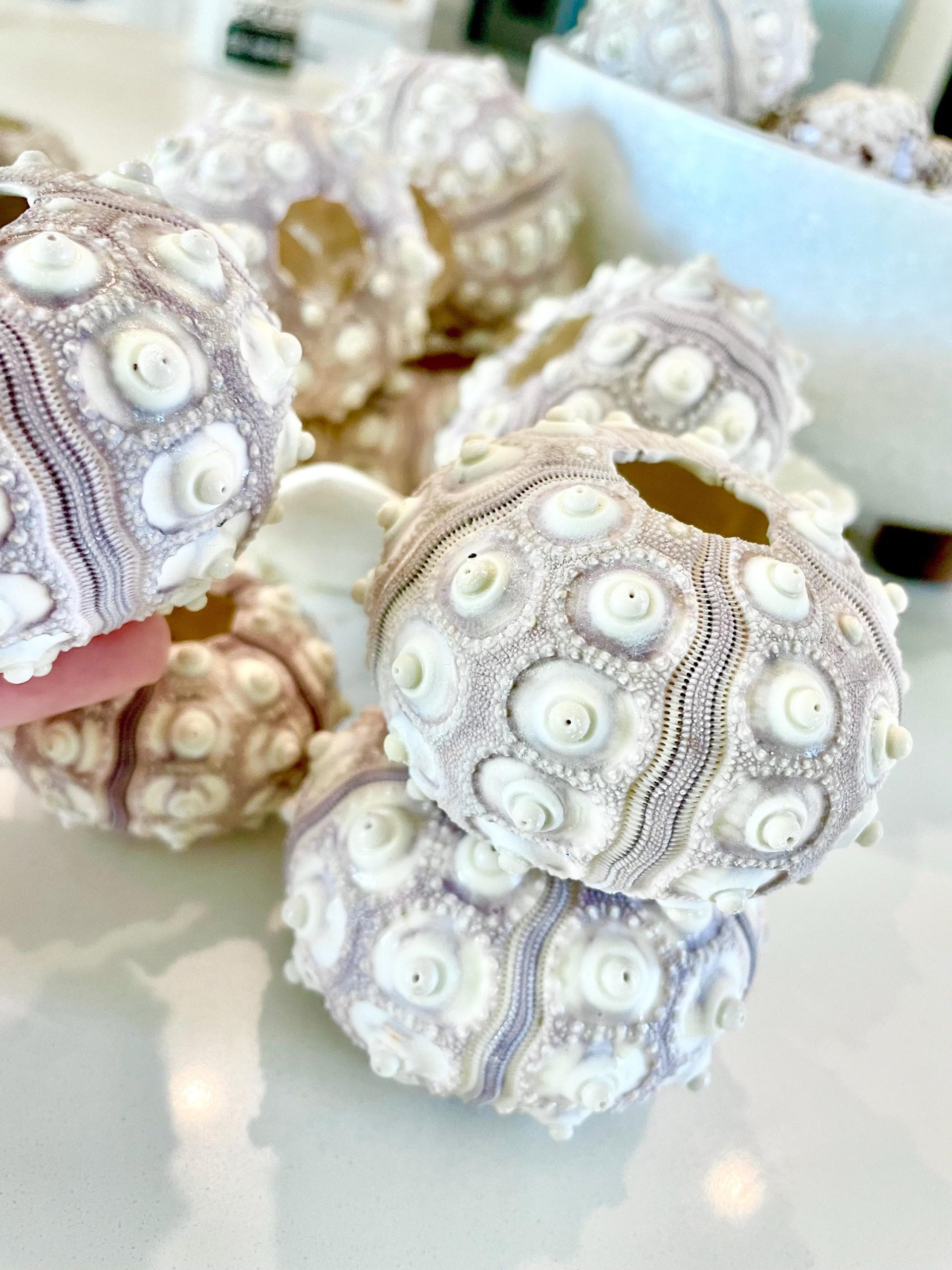 Sputnik Sea Urchin Shells 2-3" | Natural Purple White Coastal Decor - Image 5
