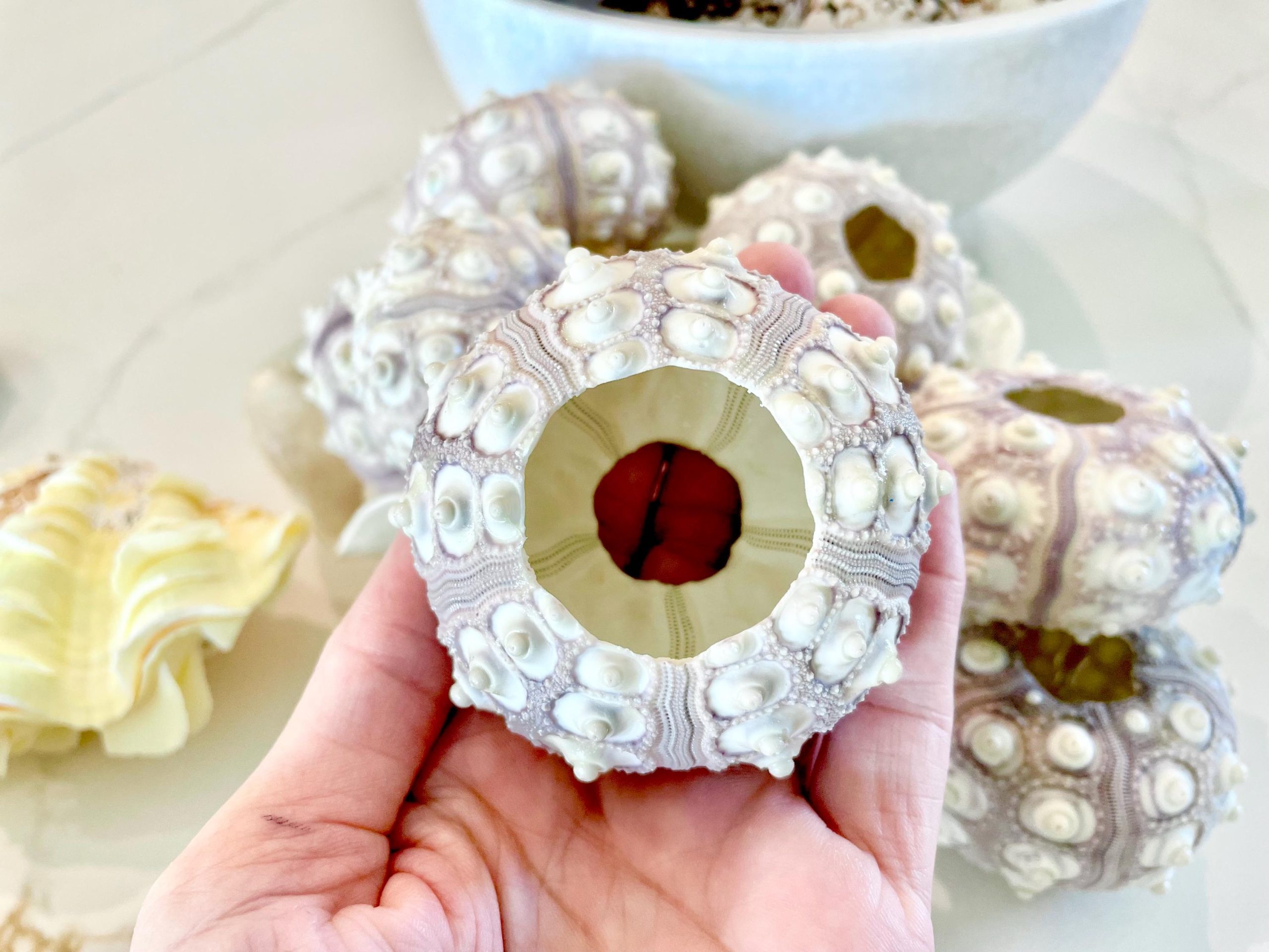 Sputnik Sea Urchin Shells 2-3" | Natural Purple White Coastal Decor - Image 7