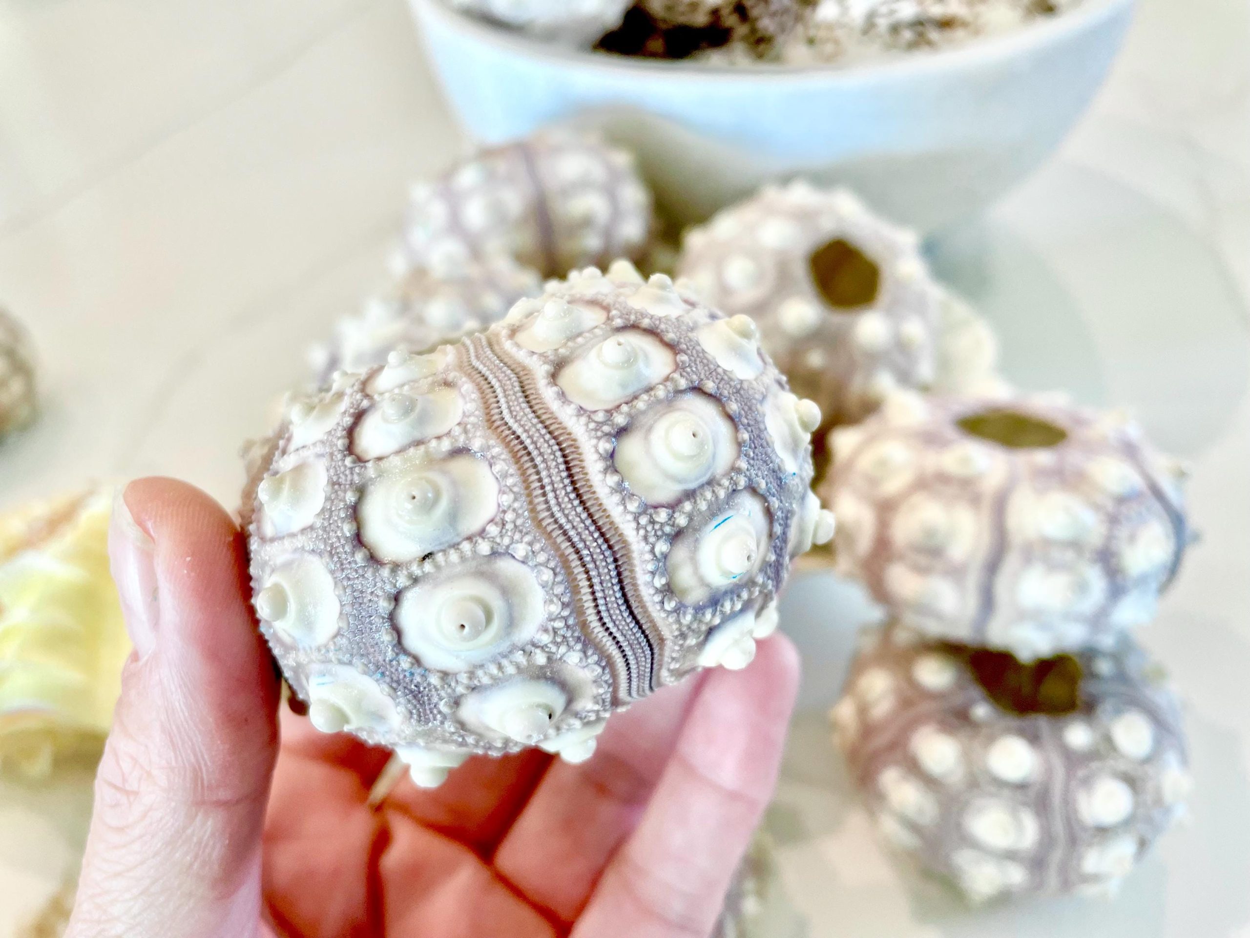 Sputnik Sea Urchin Shells 2-3" | Natural Purple White Coastal Decor - Image 8