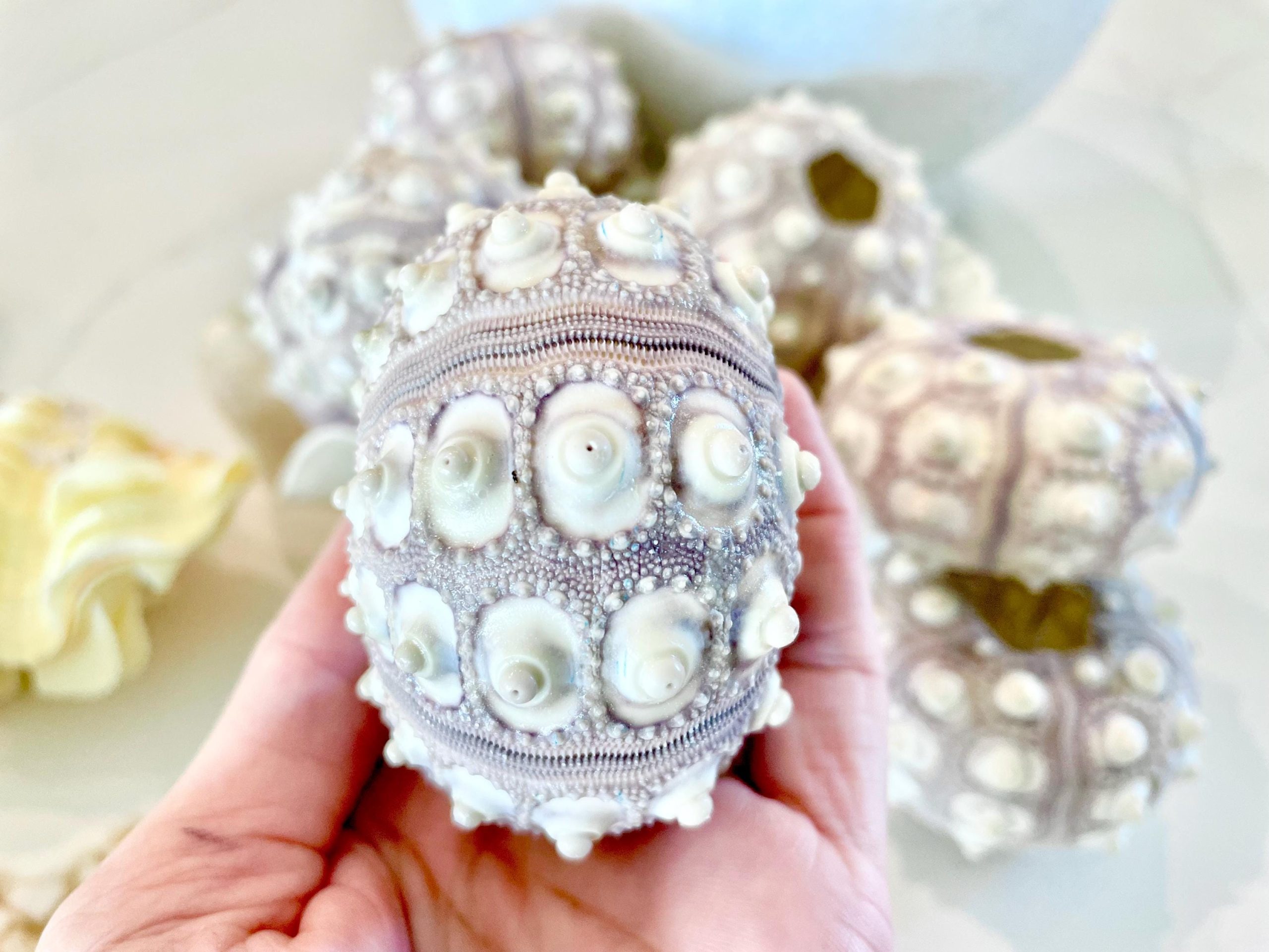 Sputnik Sea Urchin Shells 2-3" | Natural Purple White Coastal Decor - Image 9