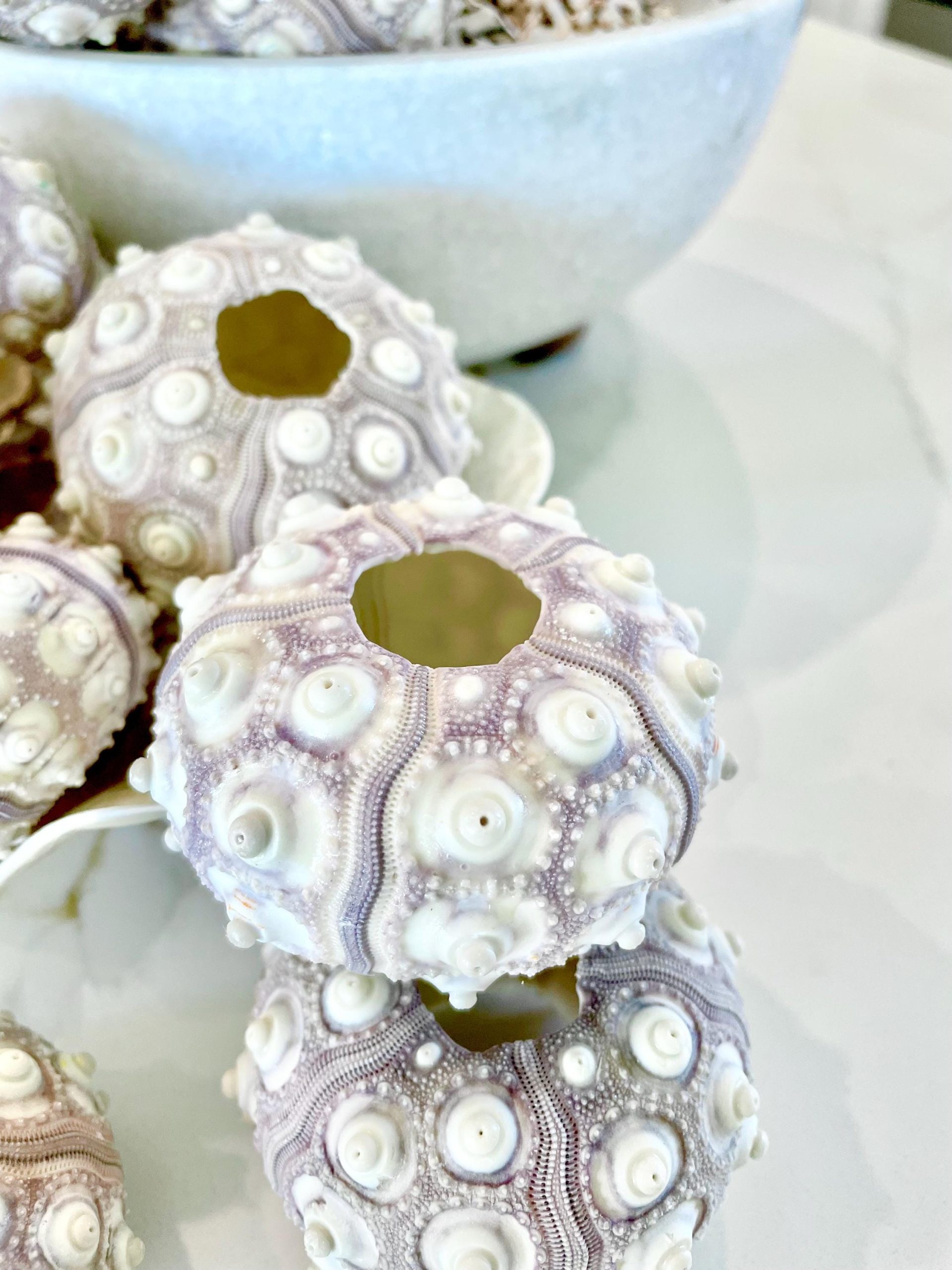 Sputnik Sea Urchin Shells 2-3" | Natural Purple White Coastal Decor - Image 13