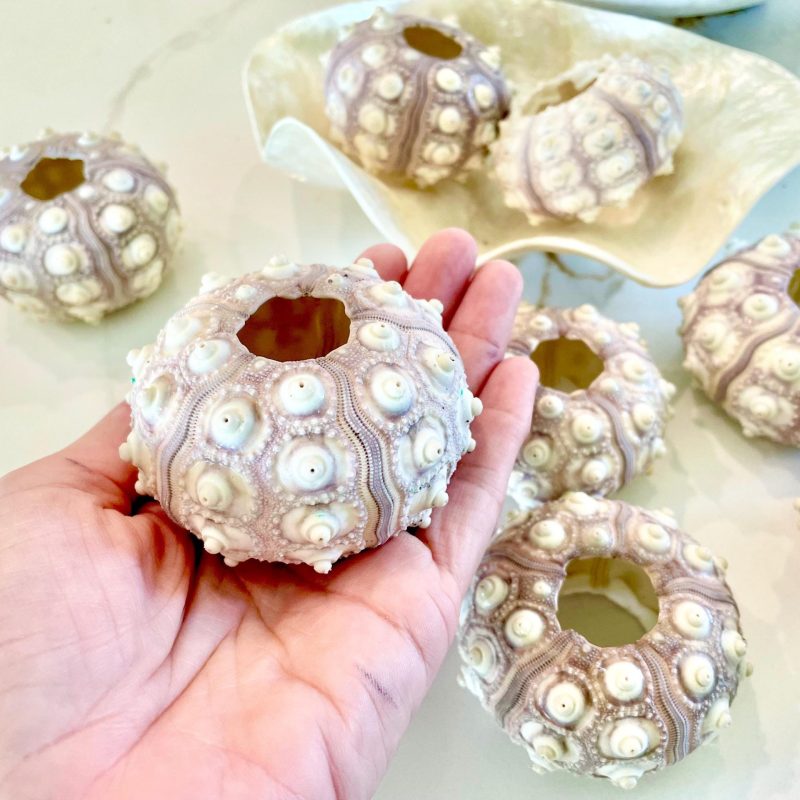 Sputnik Sea Urchin Shells 2-3" | Natural Purple White Coastal Decor