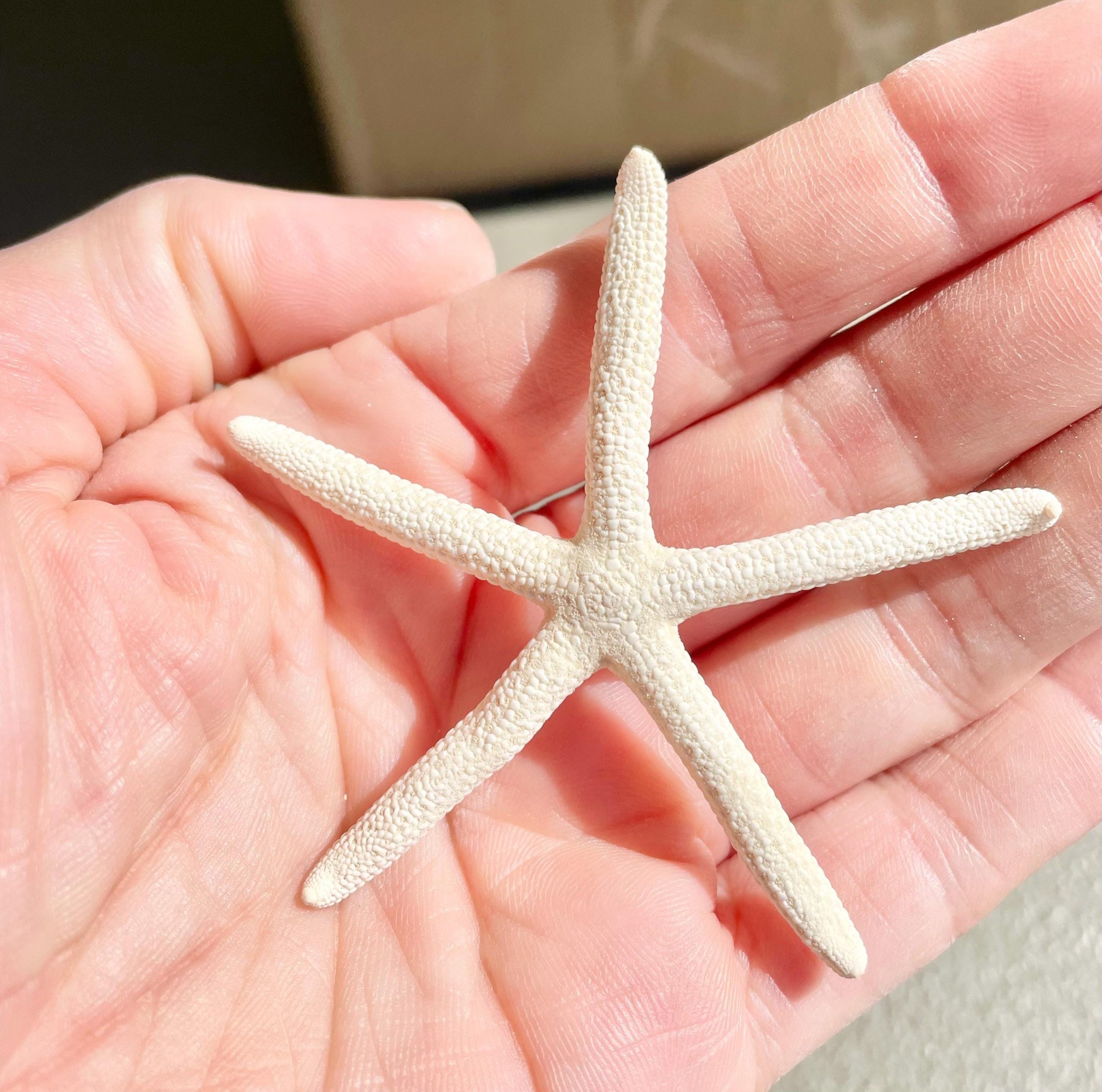 White Pencil Starfish 2-11" *You Choose Size* Natural Beach Coastal Décor & Crafts - Image 6