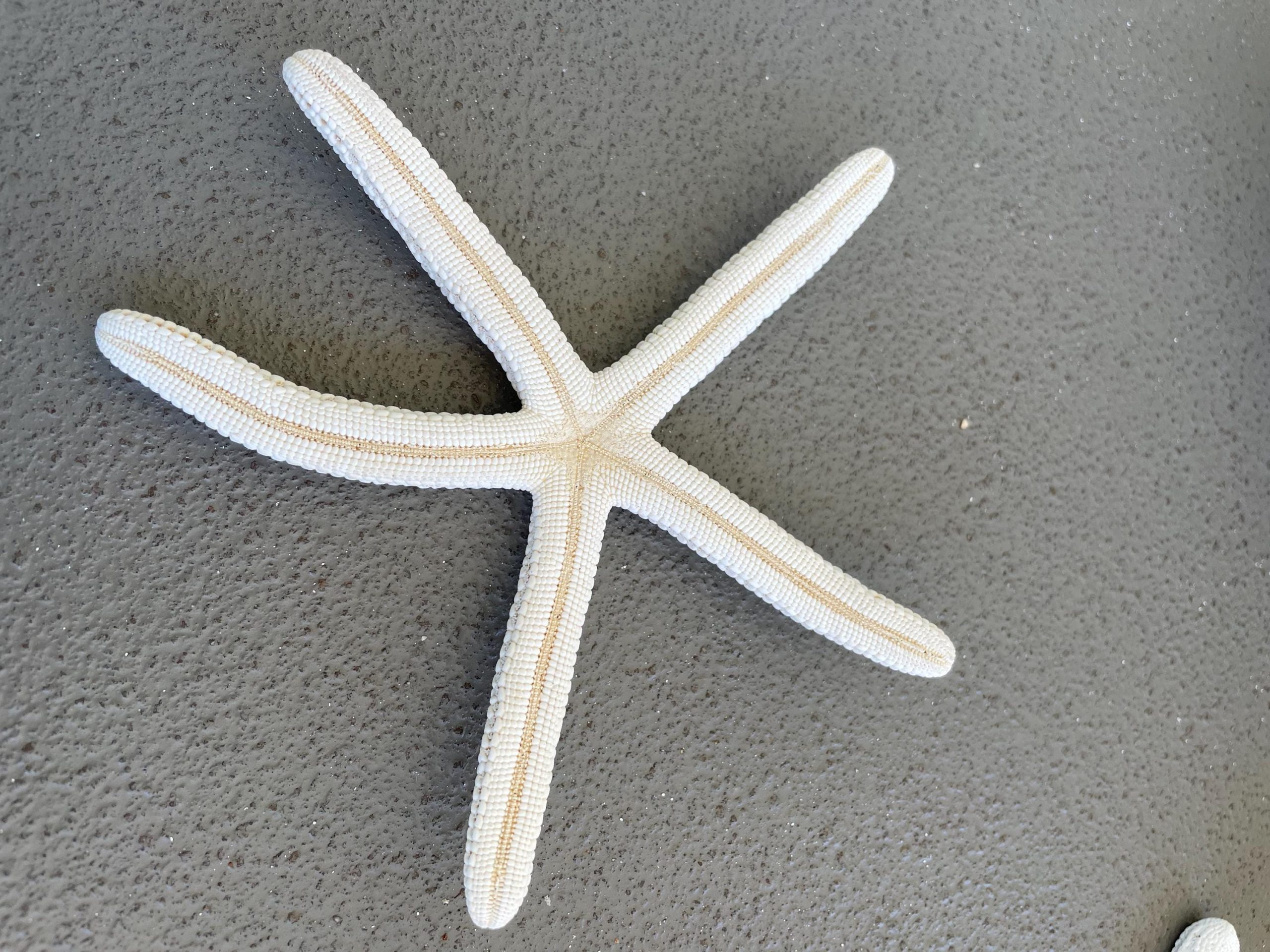 White Pencil Starfish 2-11" *You Choose Size* Natural Beach Coastal Décor & Crafts - Image 8