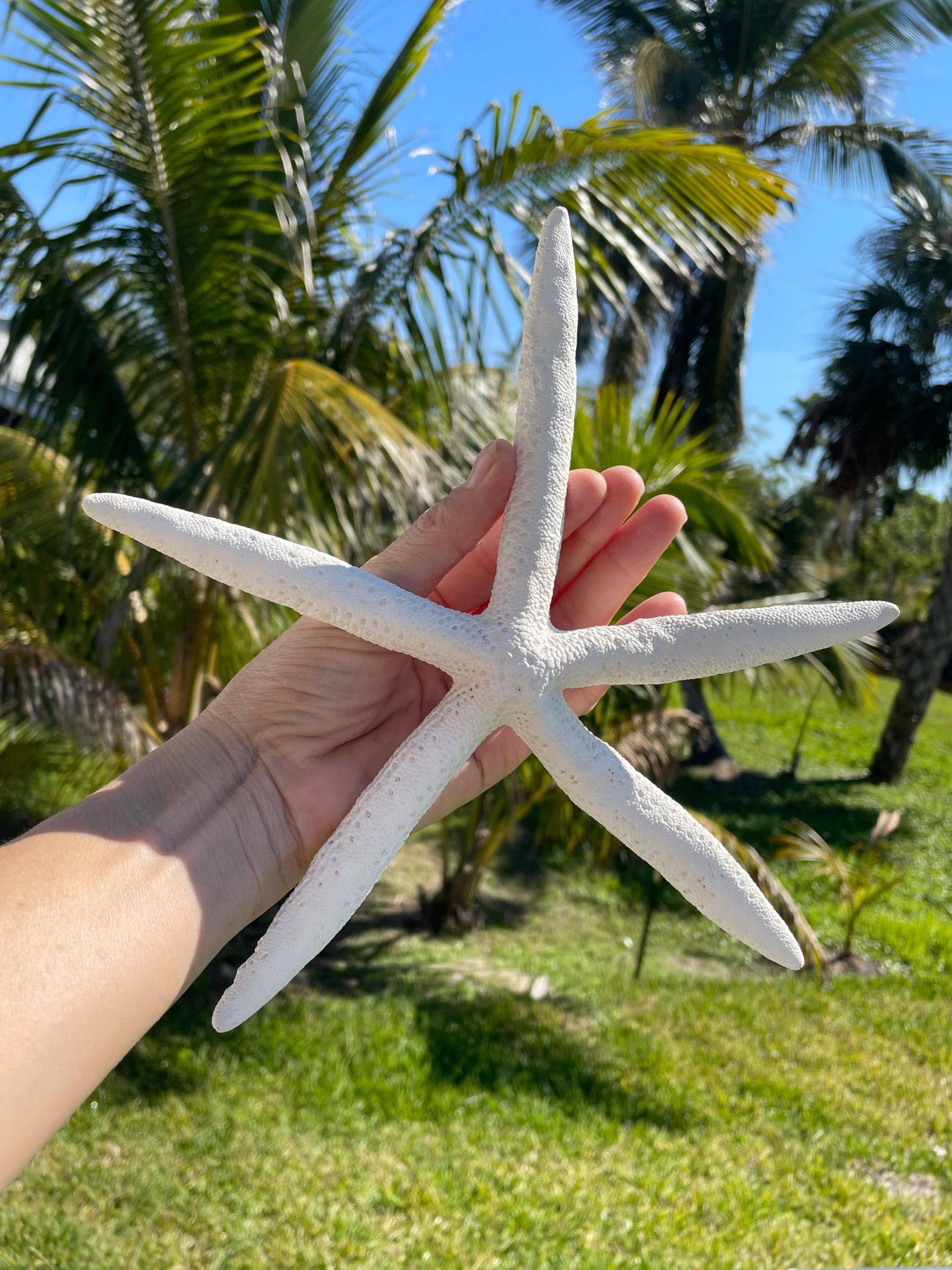 White Pencil Starfish 2-11" *You Choose Size* Natural Beach Coastal Décor & Crafts - Image 9